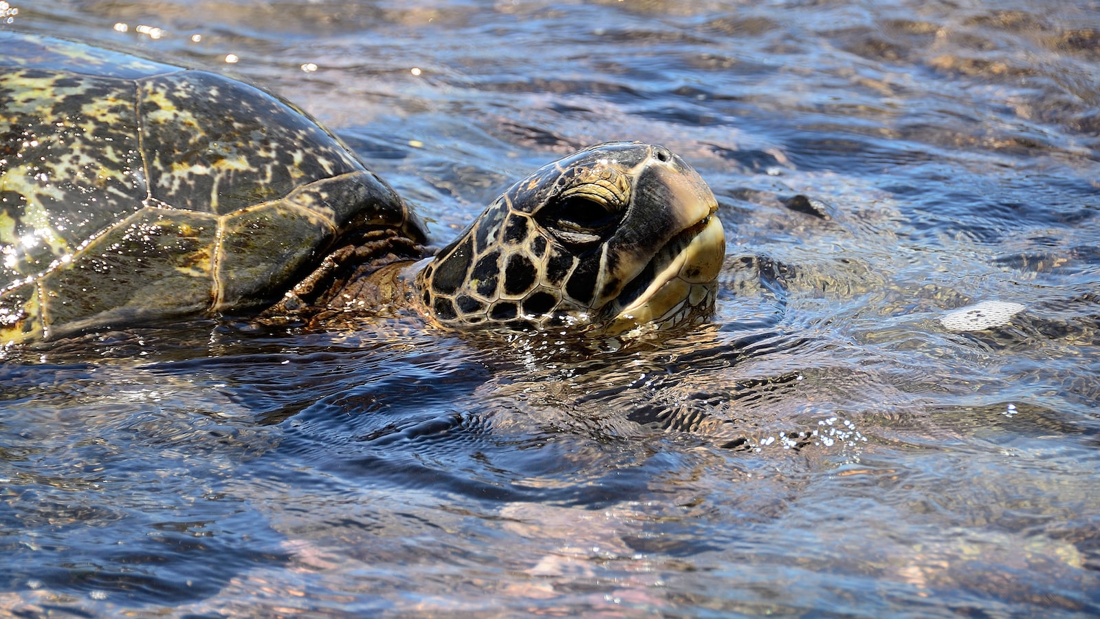 2. Understanding Tortoise Nutrition: Nutritional Requirements and Proper Diet Composition