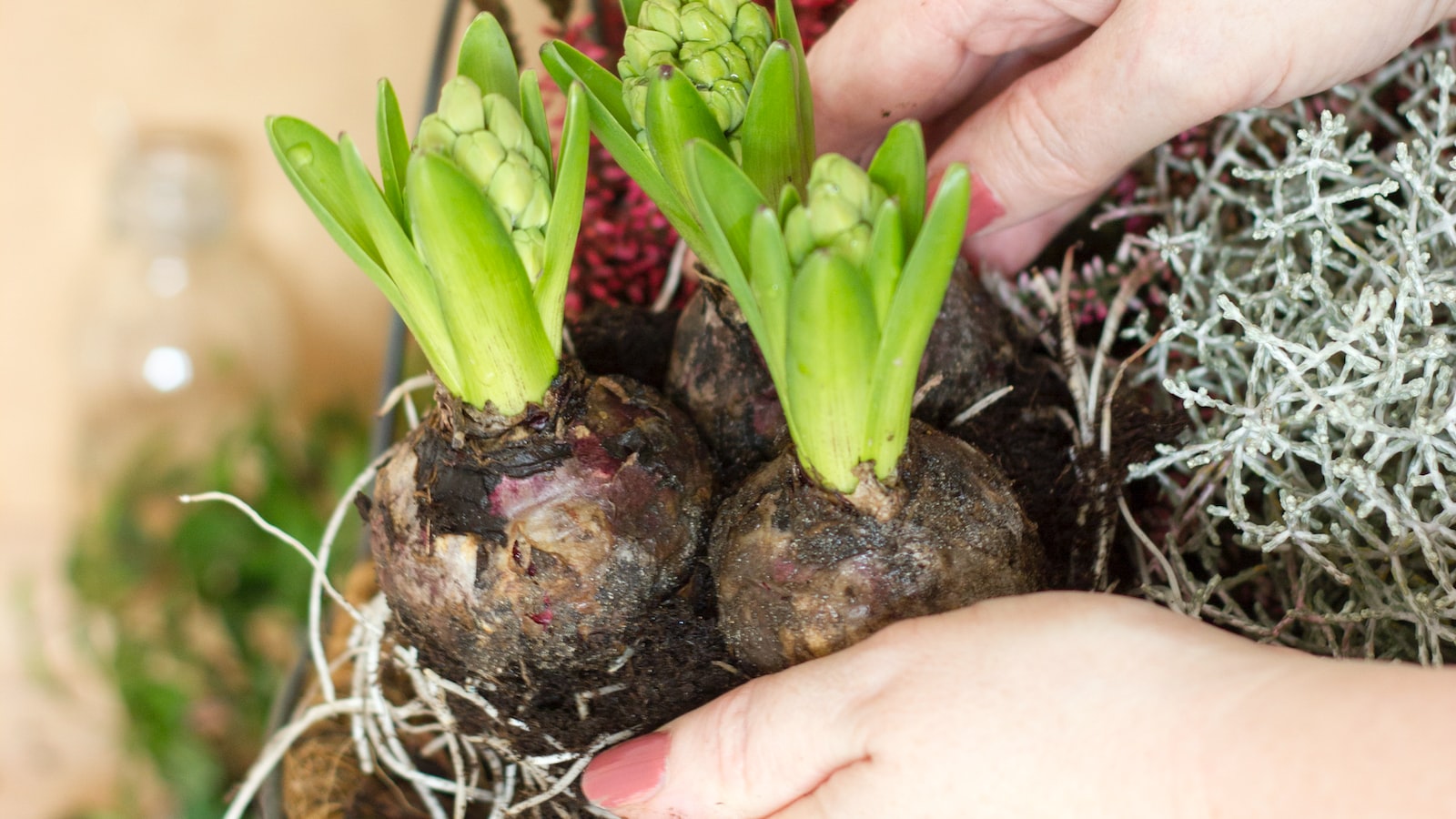 Plant potatoes in texas