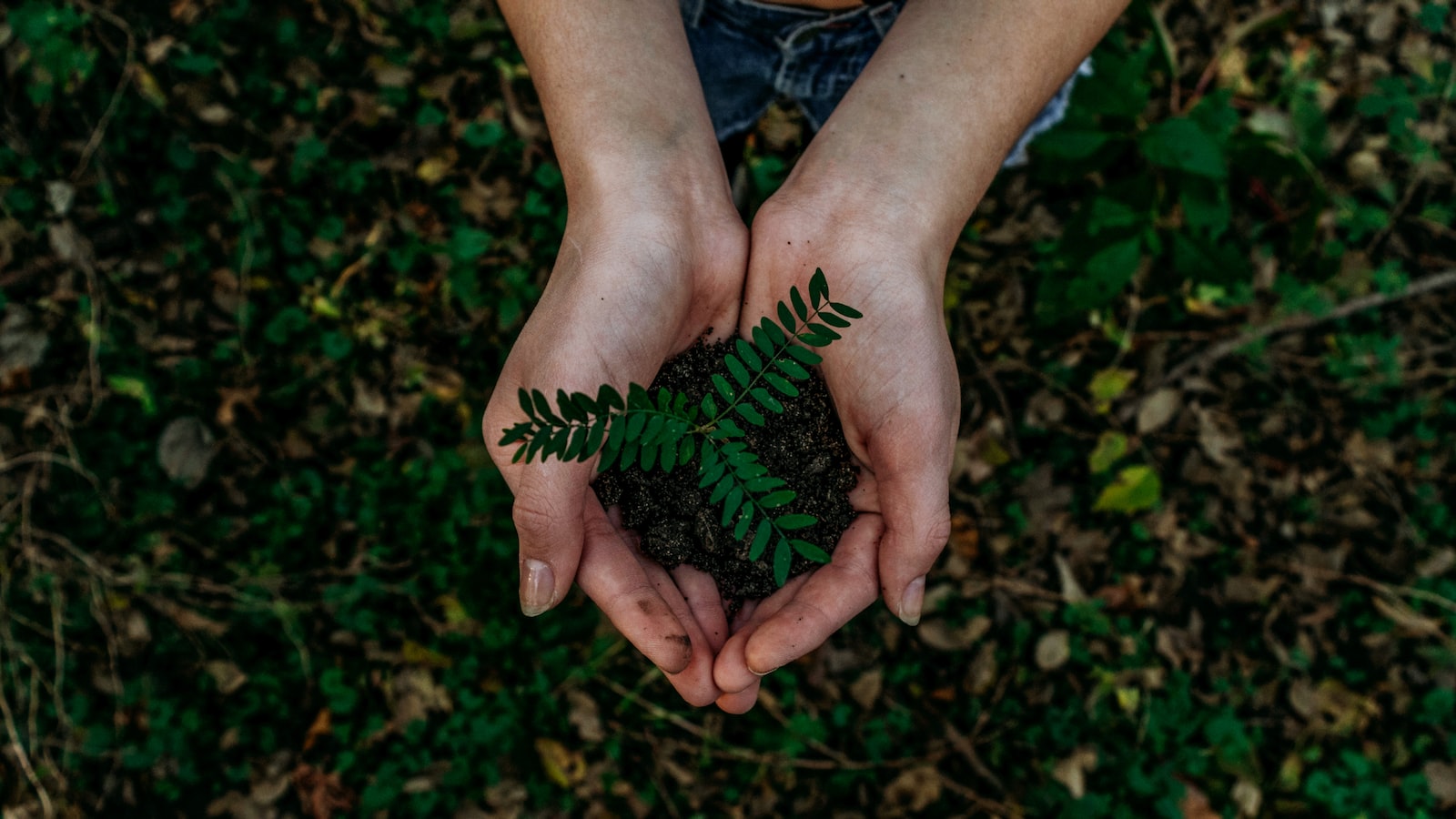 Strategic Planting: Maximizing the Aesthetic Appeal of Yews