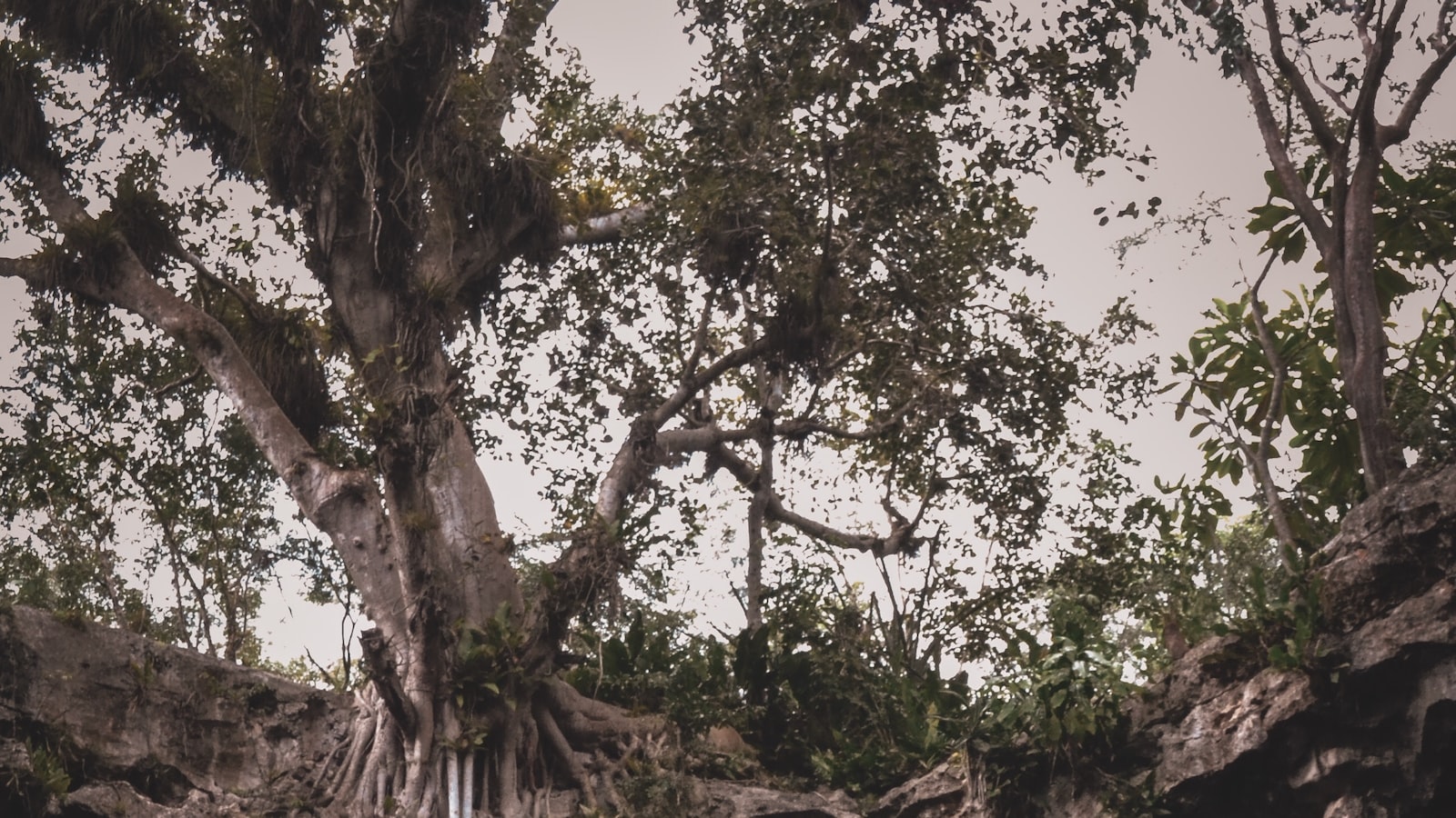 Selecting the Optimal Mango Tree Density for Maximum Yield