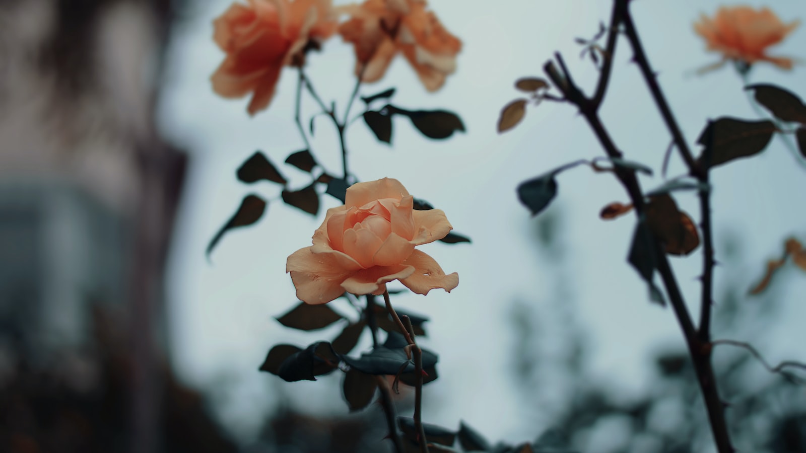 Understanding the Significance of Thorns in Cotton Plants