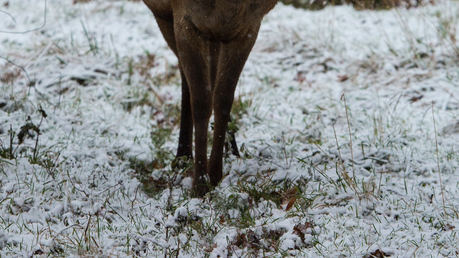 Deer and Dill Plants: A Gourmet Feast for Deer or a Safe Haven?