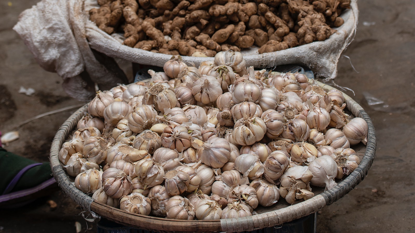 Best Garlic Varieties for Thriving Harvests in Colorado