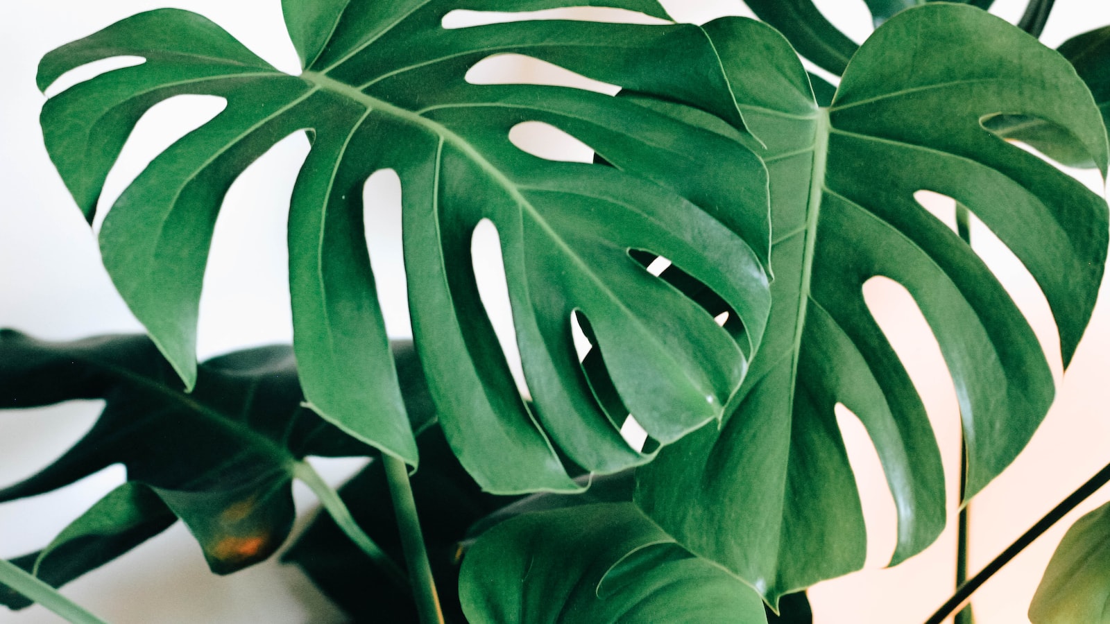 Dividing⁢ Monstera Plants: Understanding the⁢ Process and Benefits