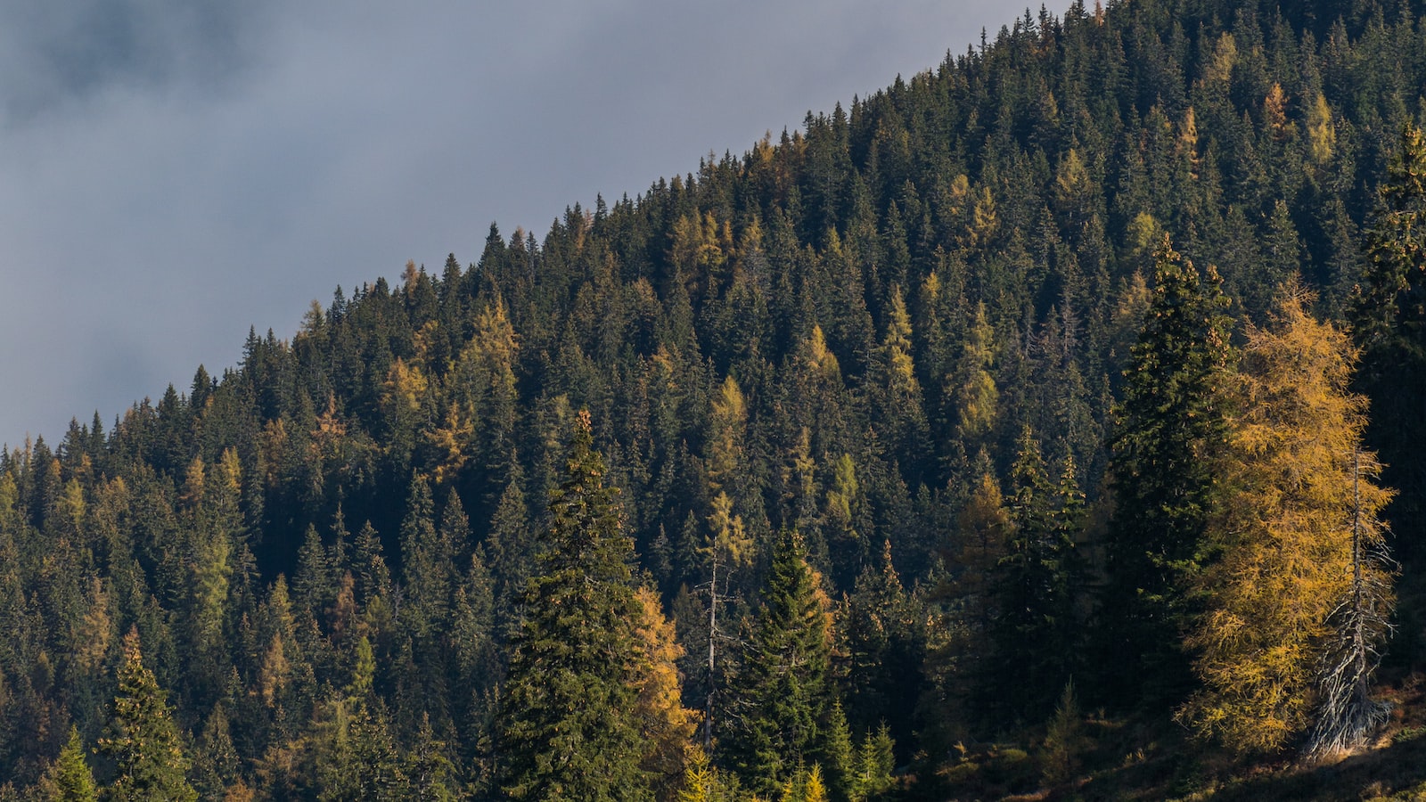 Understanding the ‍Impacts of Pine Trees ​on Clover ‌Growth