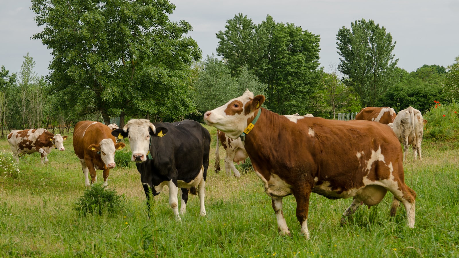 Cows and Tomato Plants: Exploring the Potential Risks and Effects on Livestock