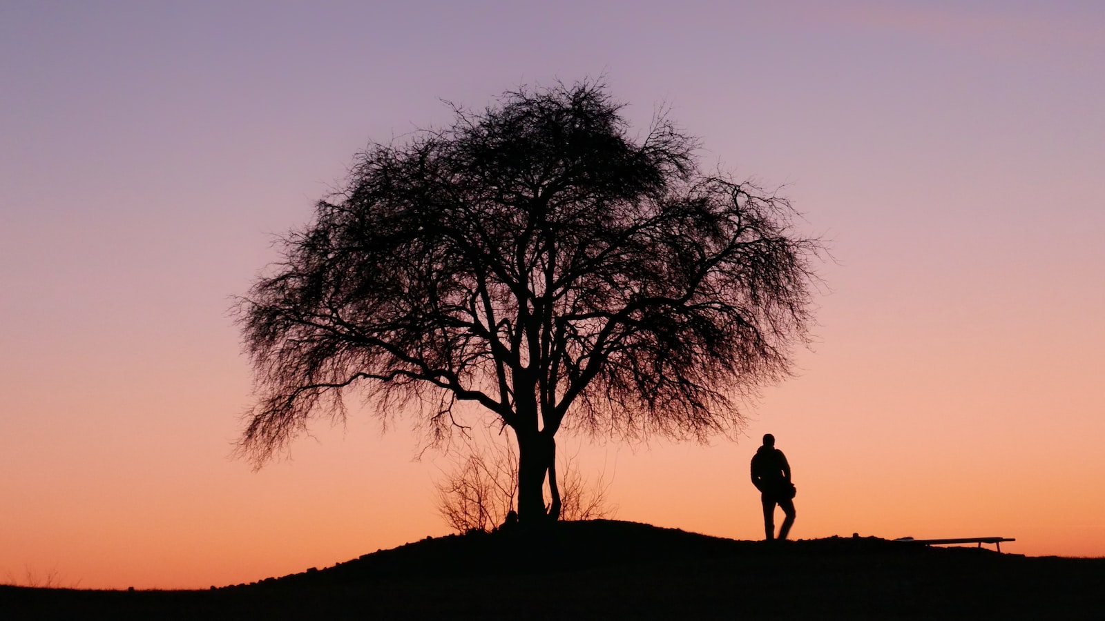 Understanding the Bonsai Tree Varieties: A Comprehensive Guide