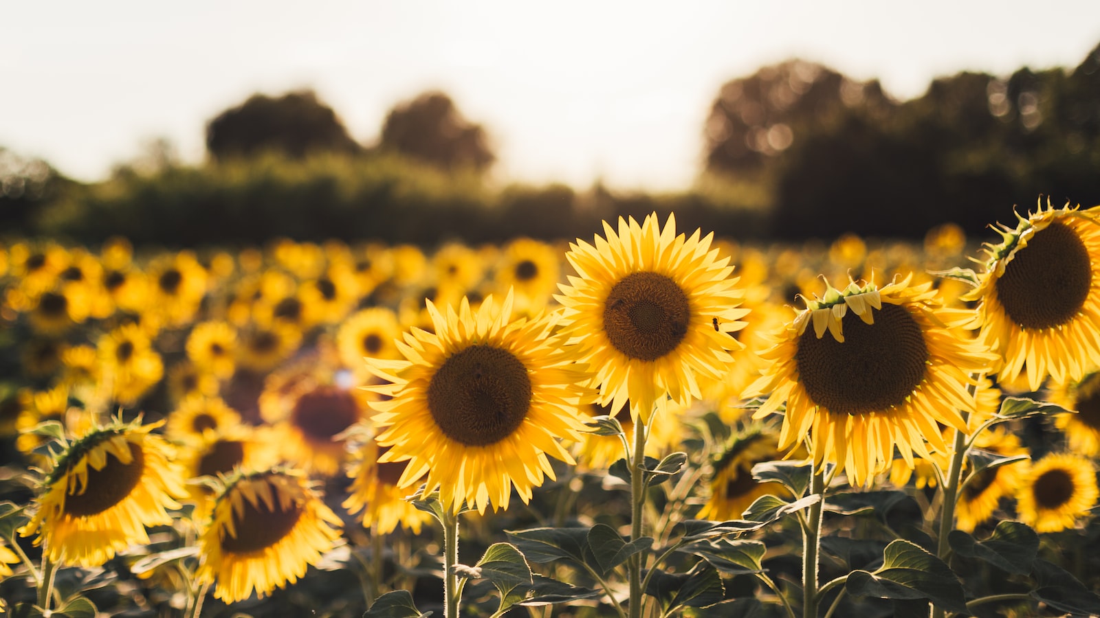 Finding True Liberation: The Sunflower’s Majestic Representation of Freedom