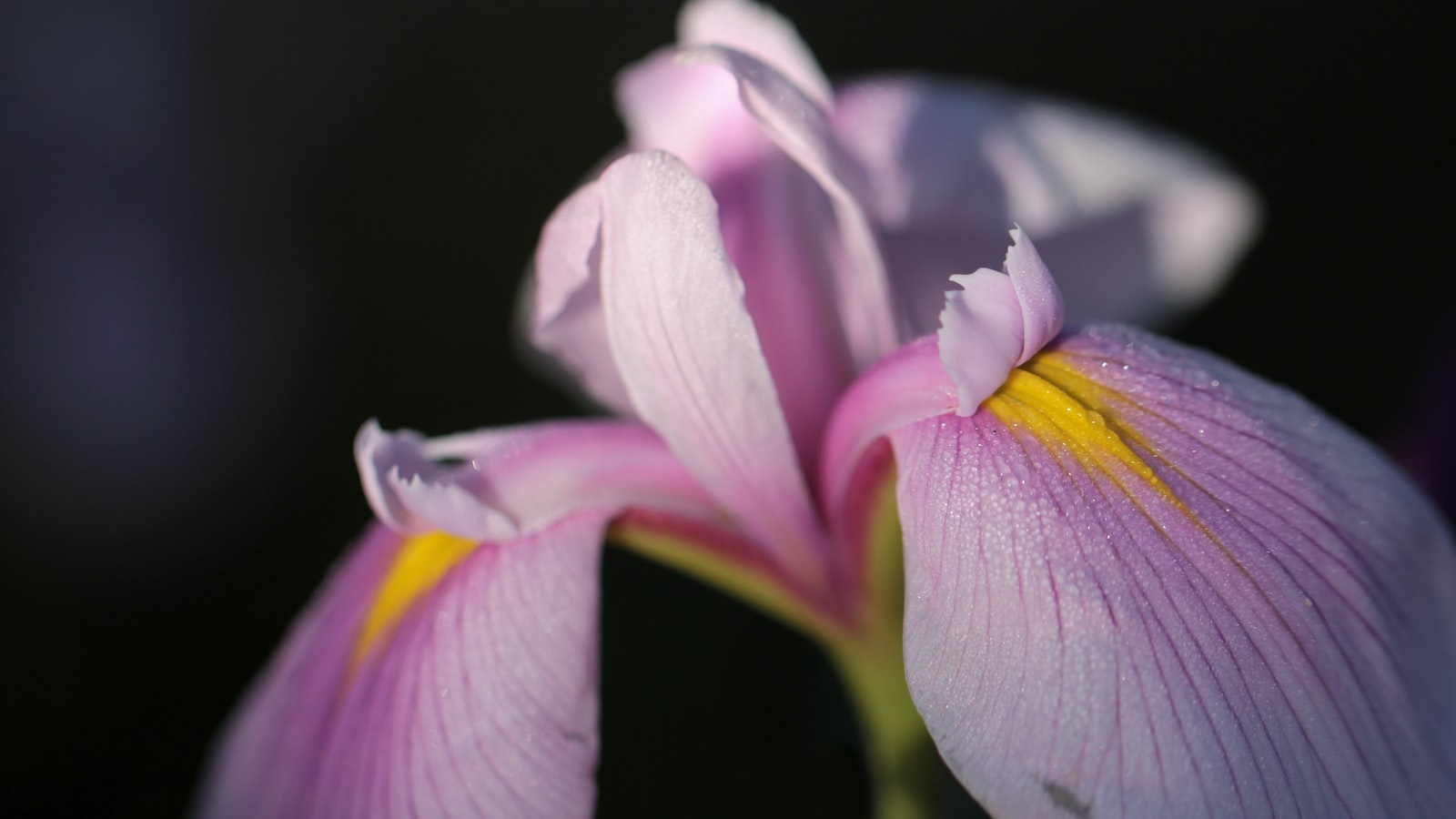 Irises as Cut Flowers: Aesthetics, Longevity, and Care Recommendations