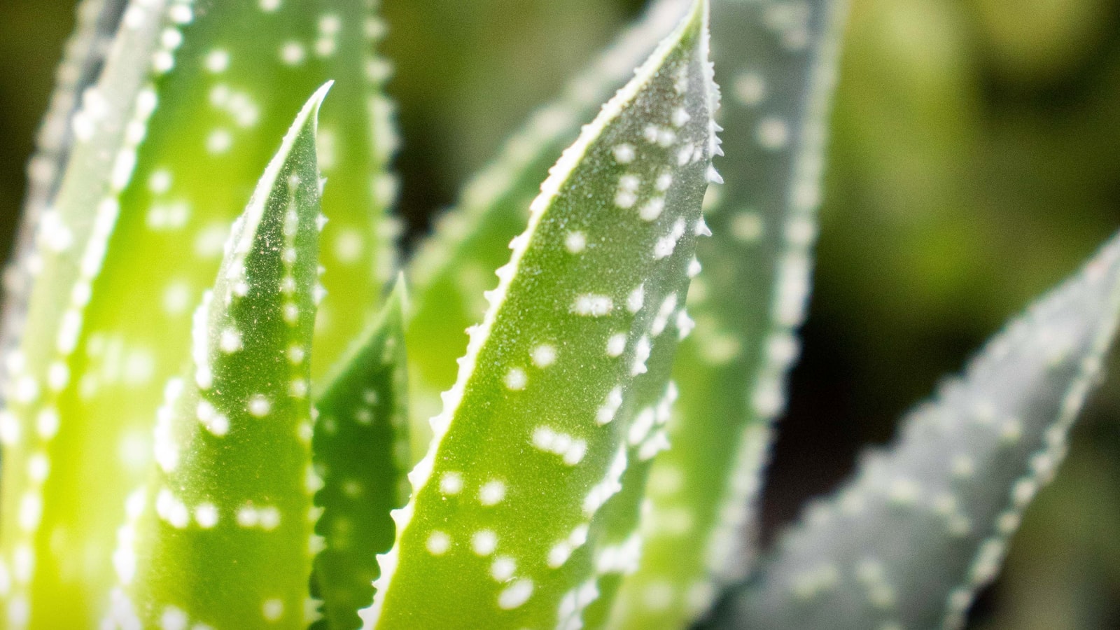 Reviving Your Limp Aloe: Understanding the Causes of Stretching