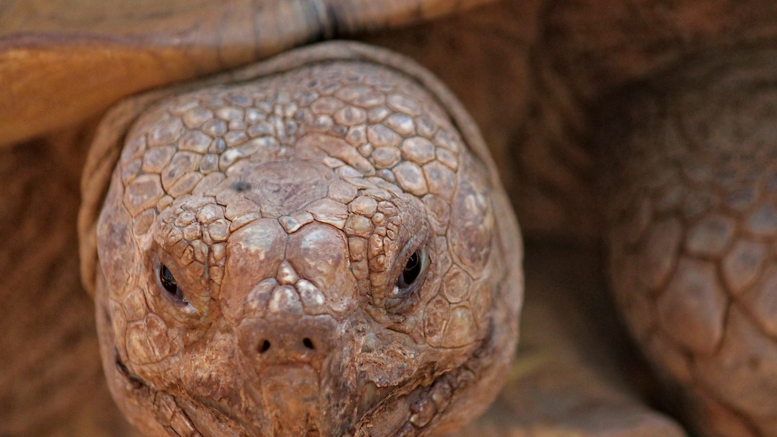 Can Tortoises Safely Consume Rose Petals?