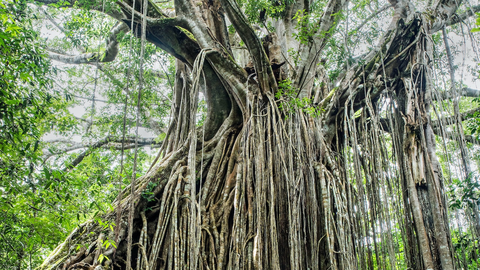 The Lifecycle of a Fig Tree: From Bud to Fruit