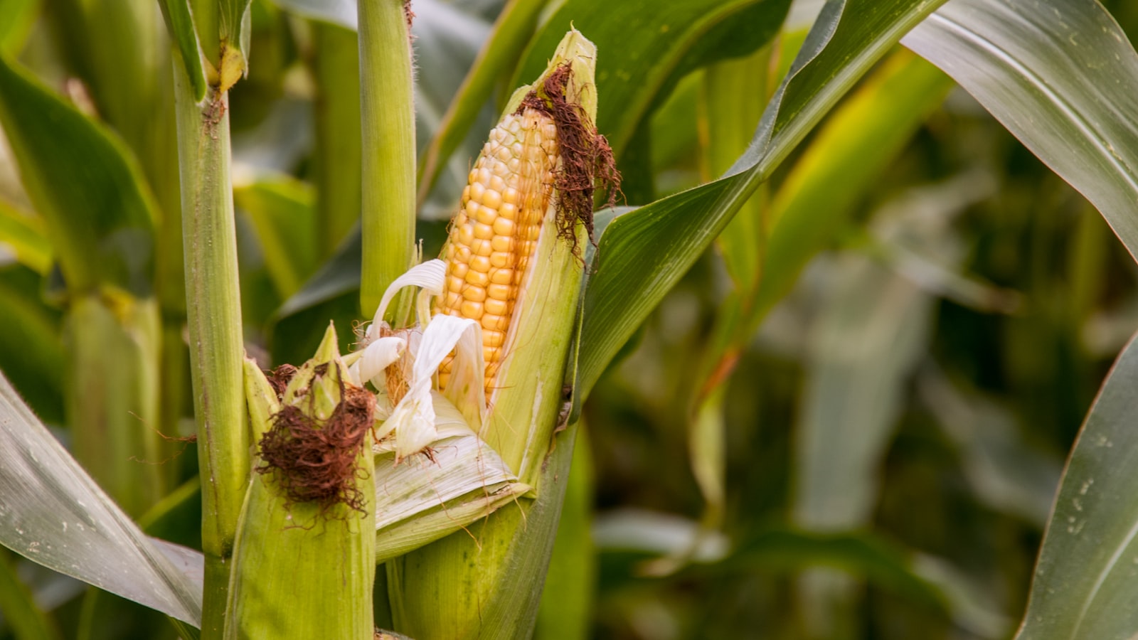 When Your Corn Plant's Tips Turn ⁣Brown: Identifying the Problem