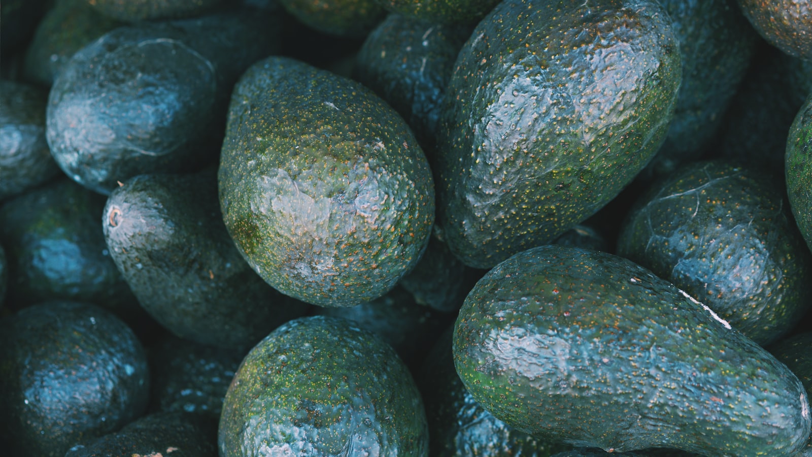 Exploring the Nutrient-Rich Properties of Avocado Skins as Compost