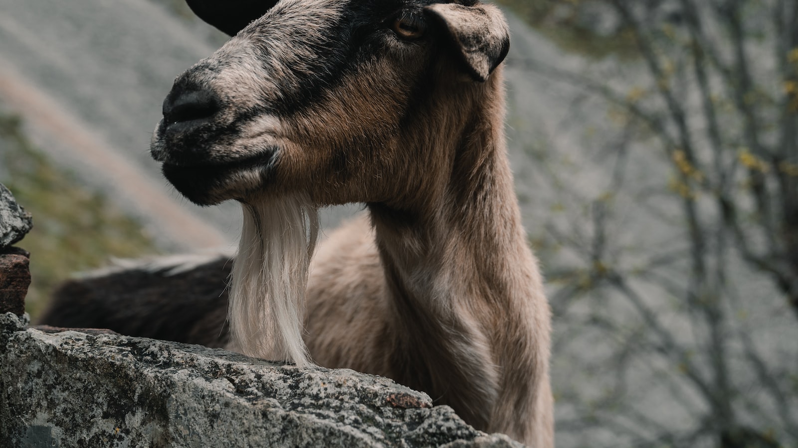 The Potential Impact of Goats on Cucumber Plants