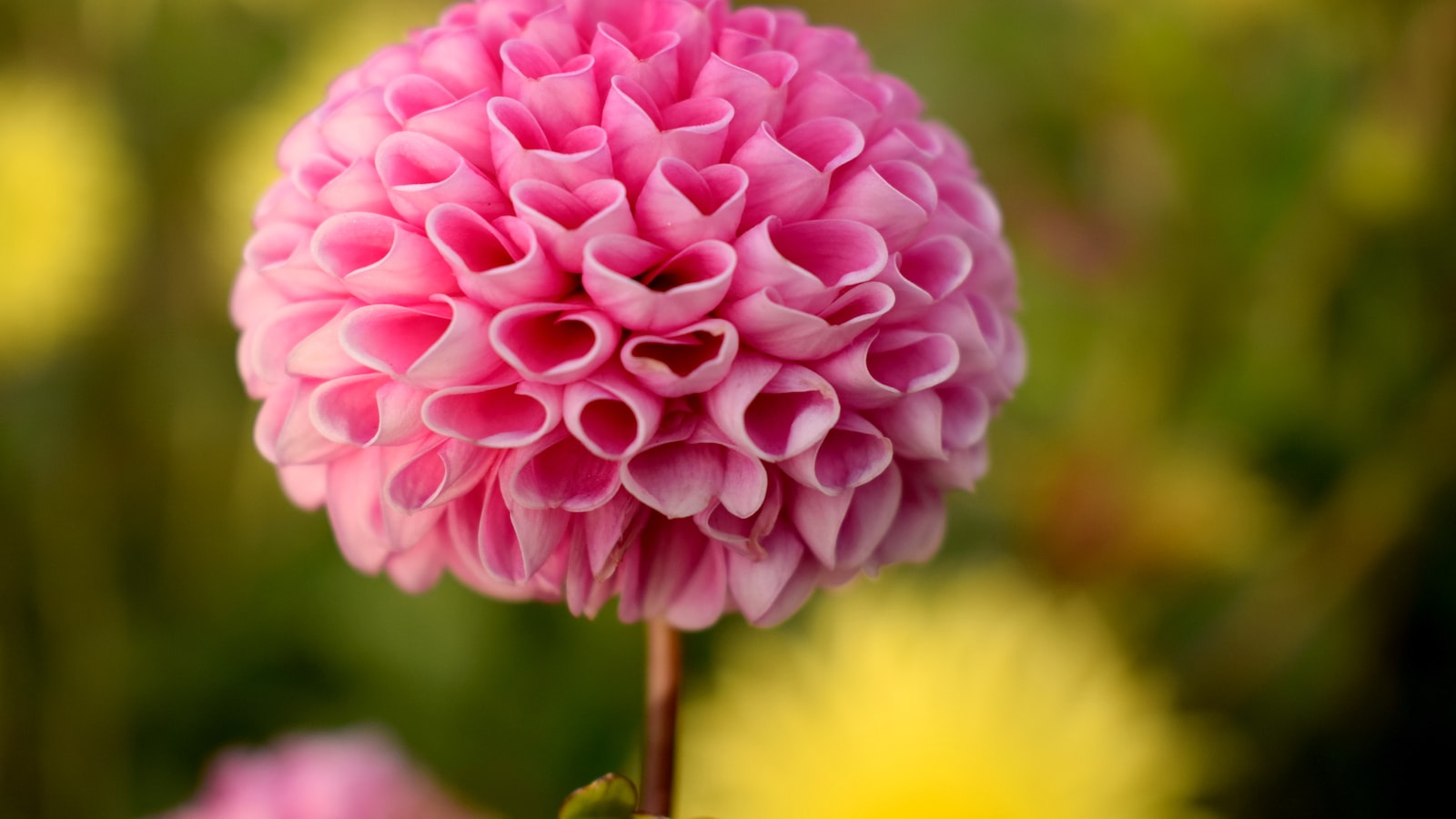 Showcasing Elegance: Tips and Tricks for Drying Dahlia Petals