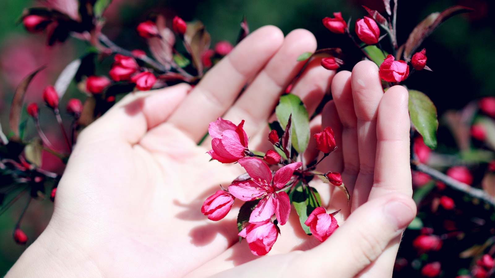 Finishing Touches and Maintenance Tips for Incomparable Forever Roses