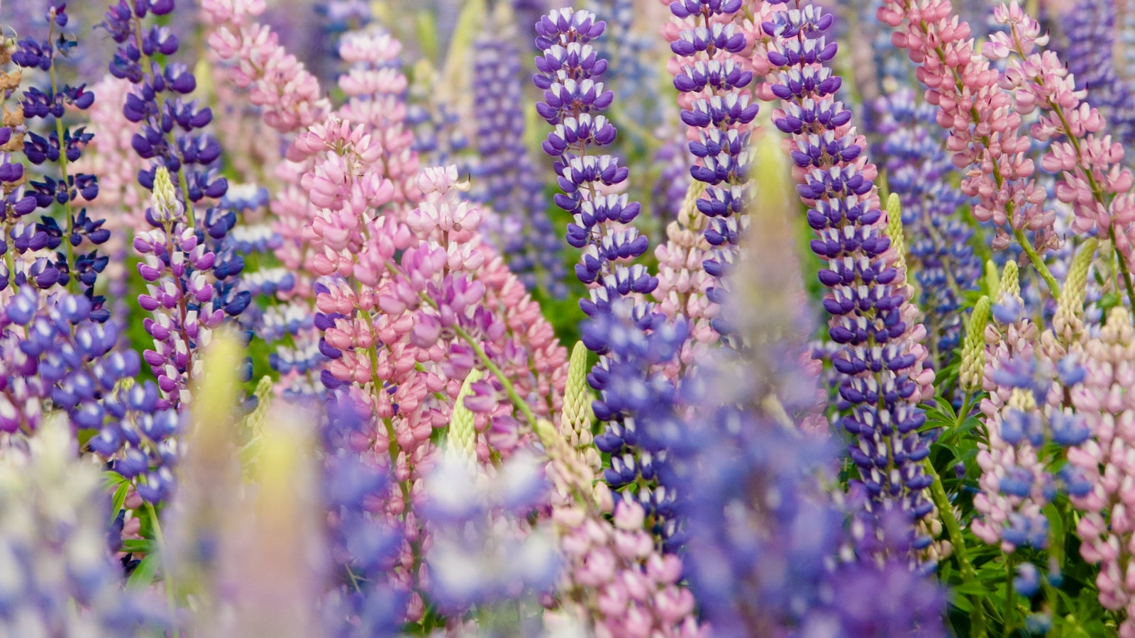 Ideal Flowers and Ornamentals to Brighten Up Your Garden in August