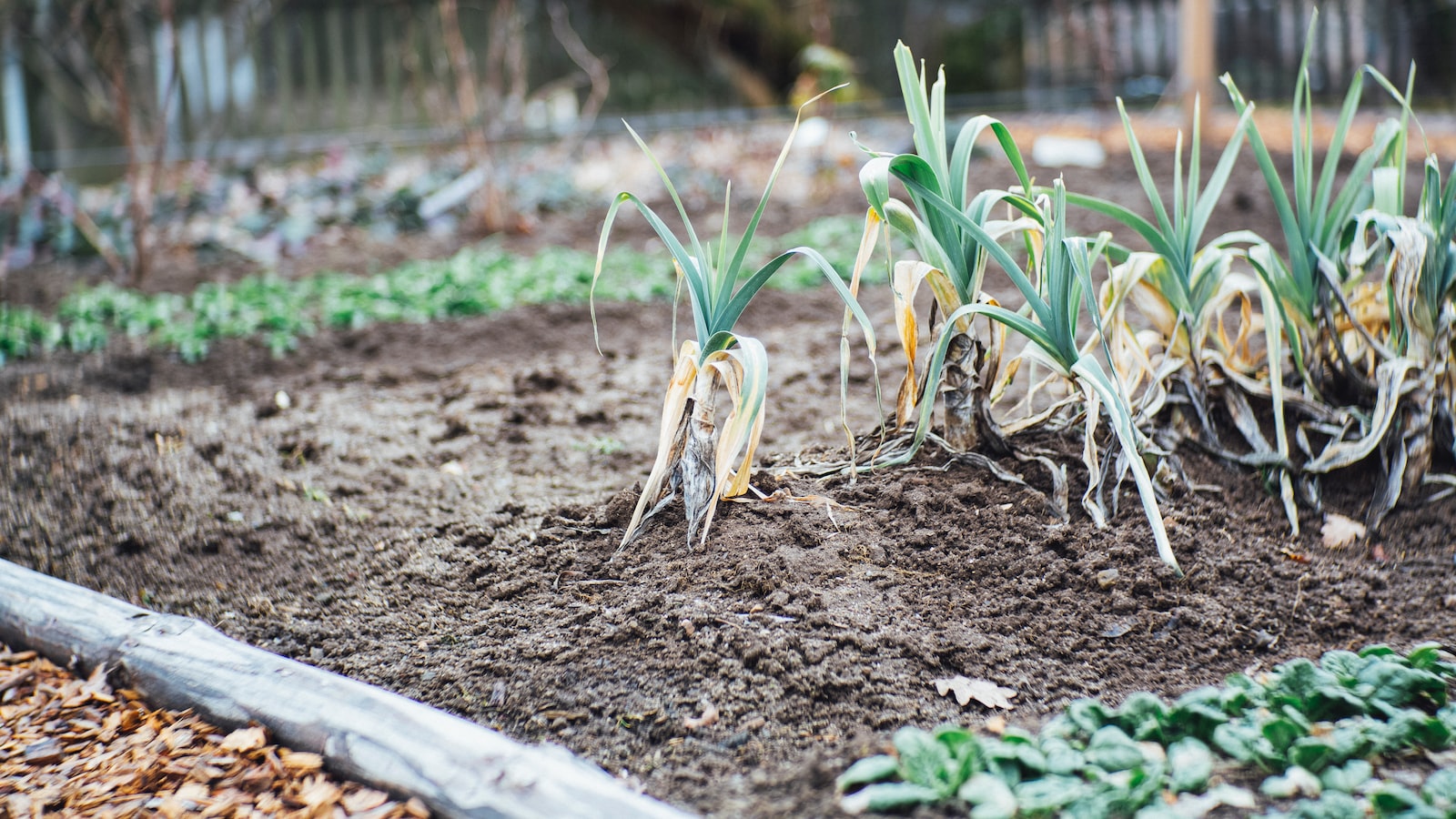 Indulge Your Curiosity: Exploring Propagation Techniques for Frizzle Sizzle Plant