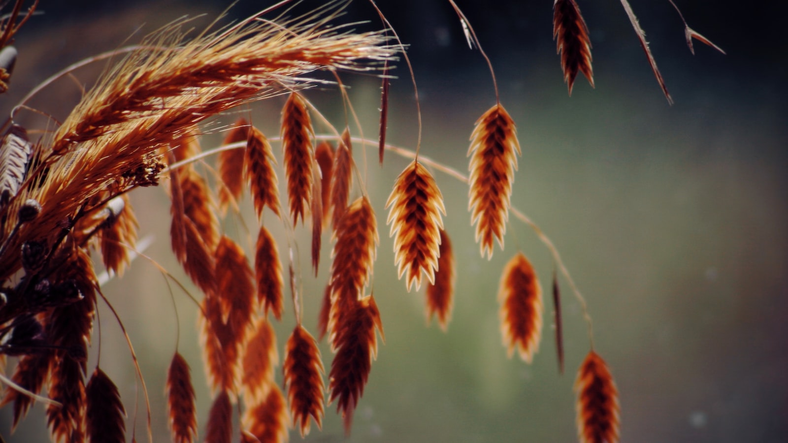 Harnessing the Power of Seed Diversity: Strategic Sowing for a Flourishing Garden