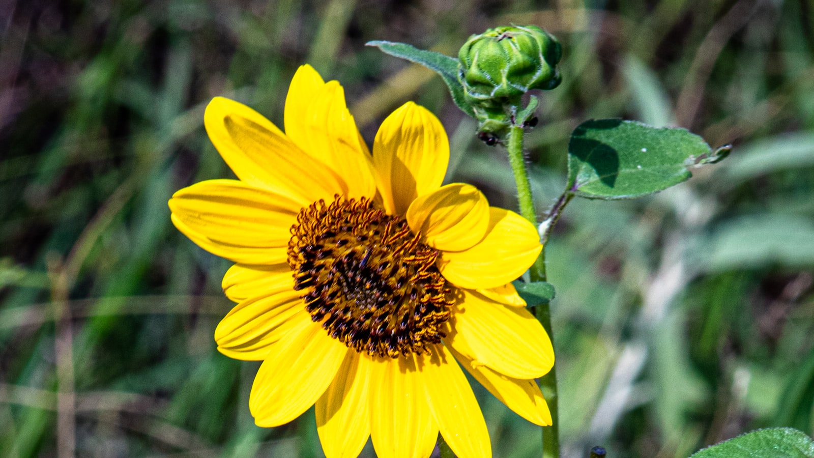 Tips and Tricks for Successfully Growing Wildflower Seeds in Mulch