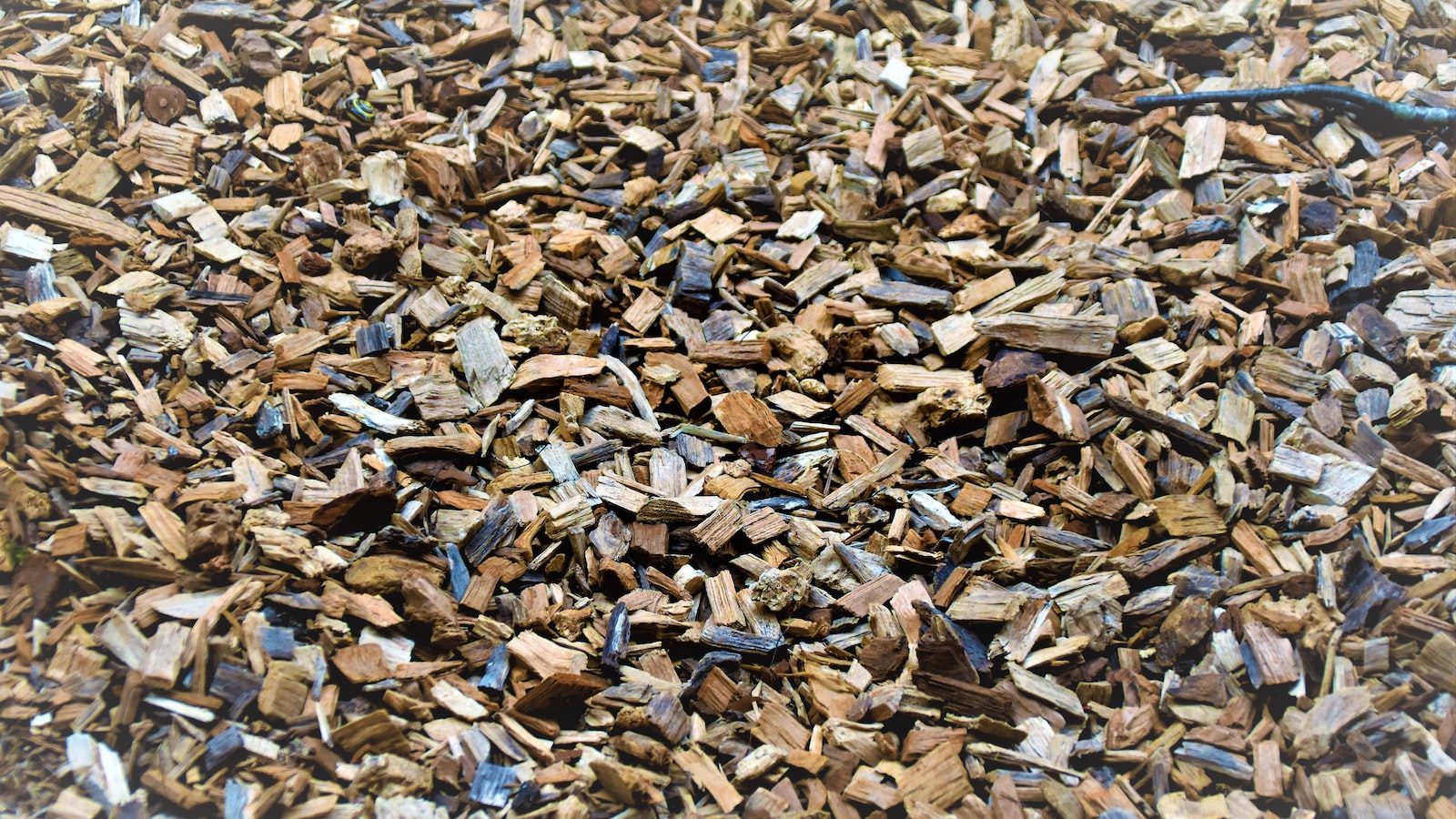 Mulch vs. Bark: Unraveling the Distinctions