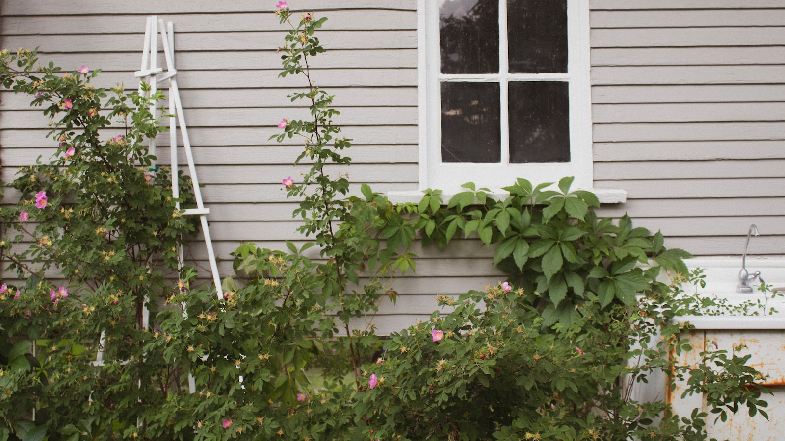 Can Weeds Thrive in Potted Plants?