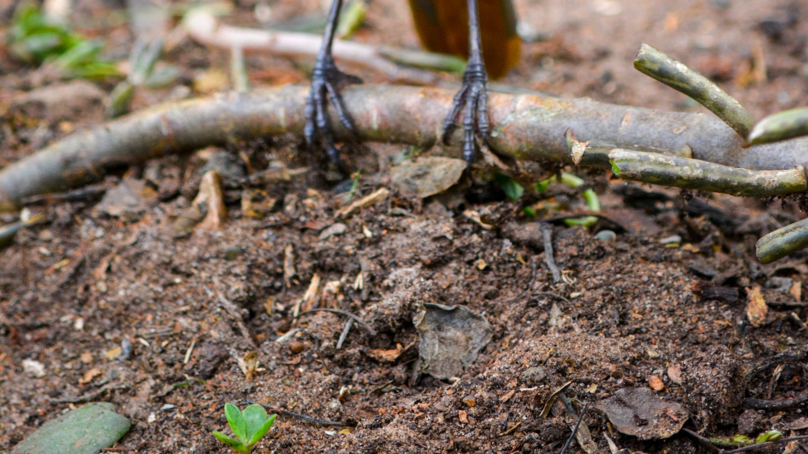 Creating a Bird-Repellent Environment: Natural and Non-Harmful Techniques