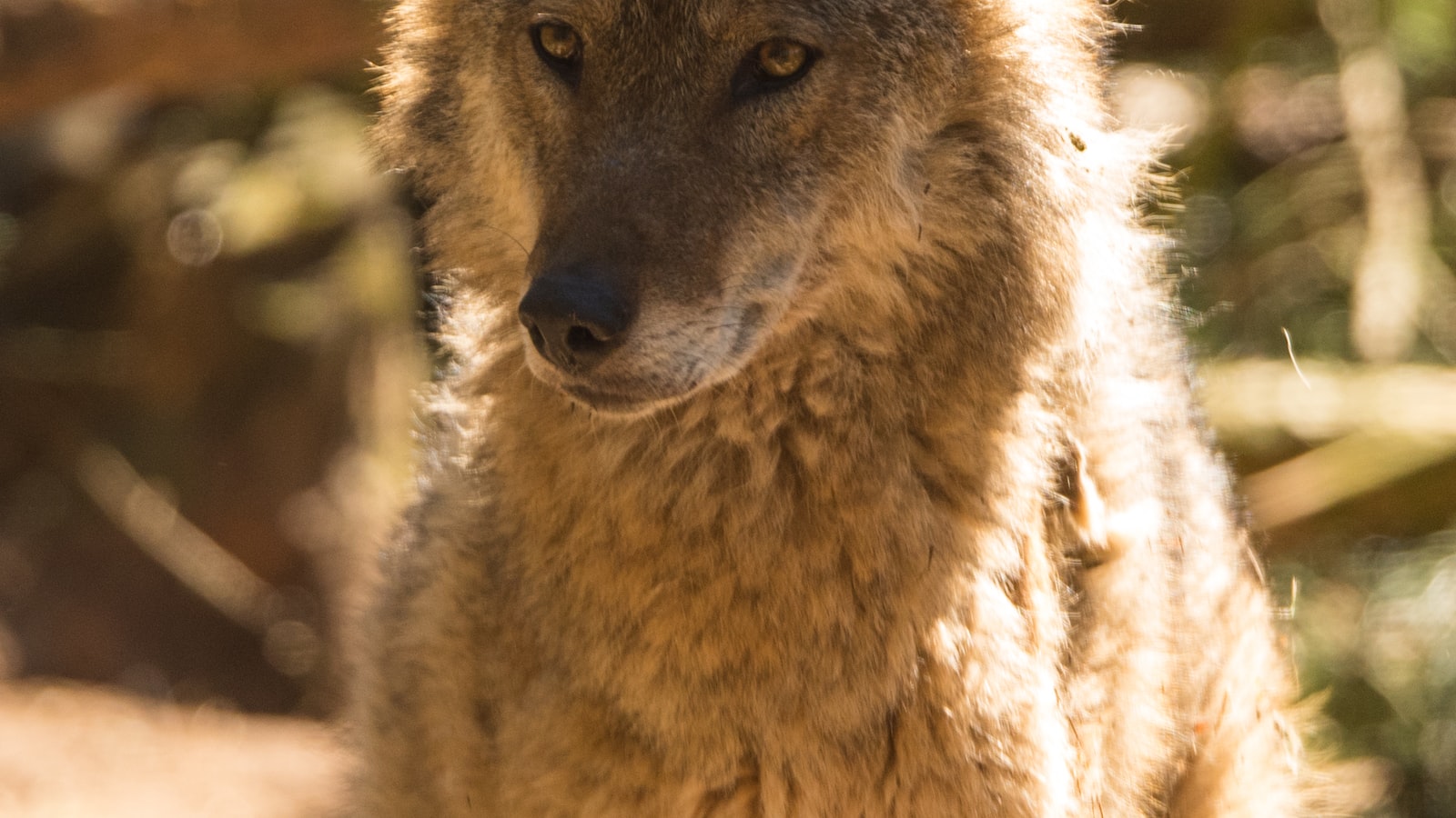 Factors Influencing Coyote Tree Climbing: Environmental and Behavioral Considerations