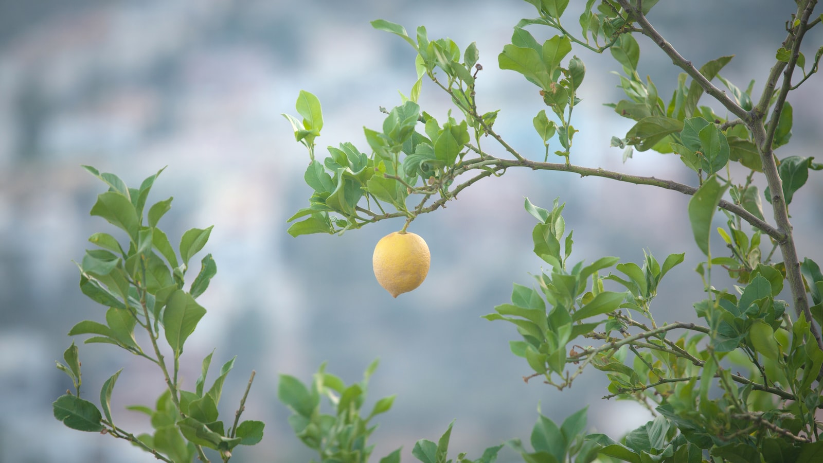 Lemon Trees in Wisconsin: Prospects and Possibilities