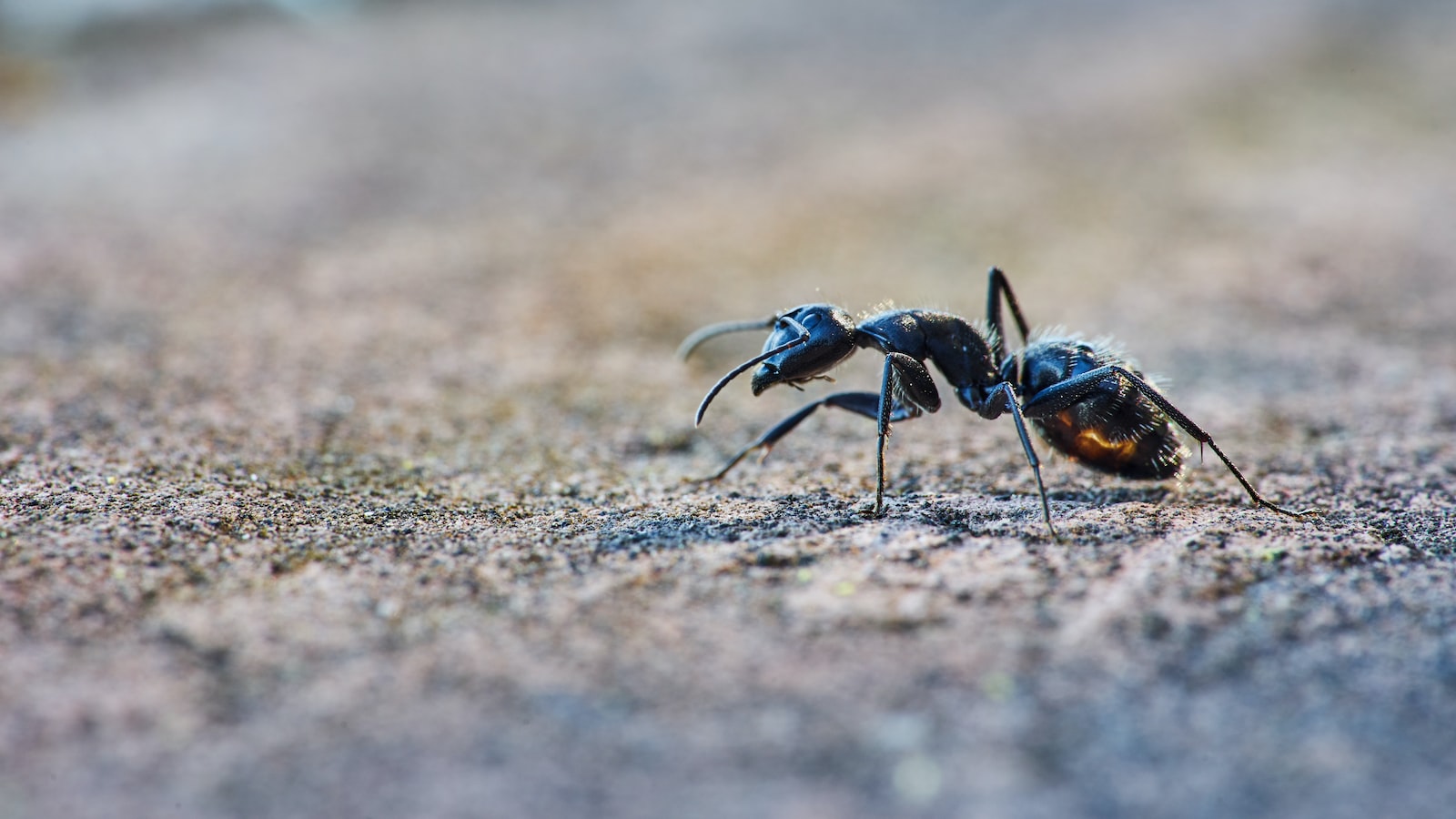 Effective Strategies to Prevent and Eliminate Ants on Mint Plants