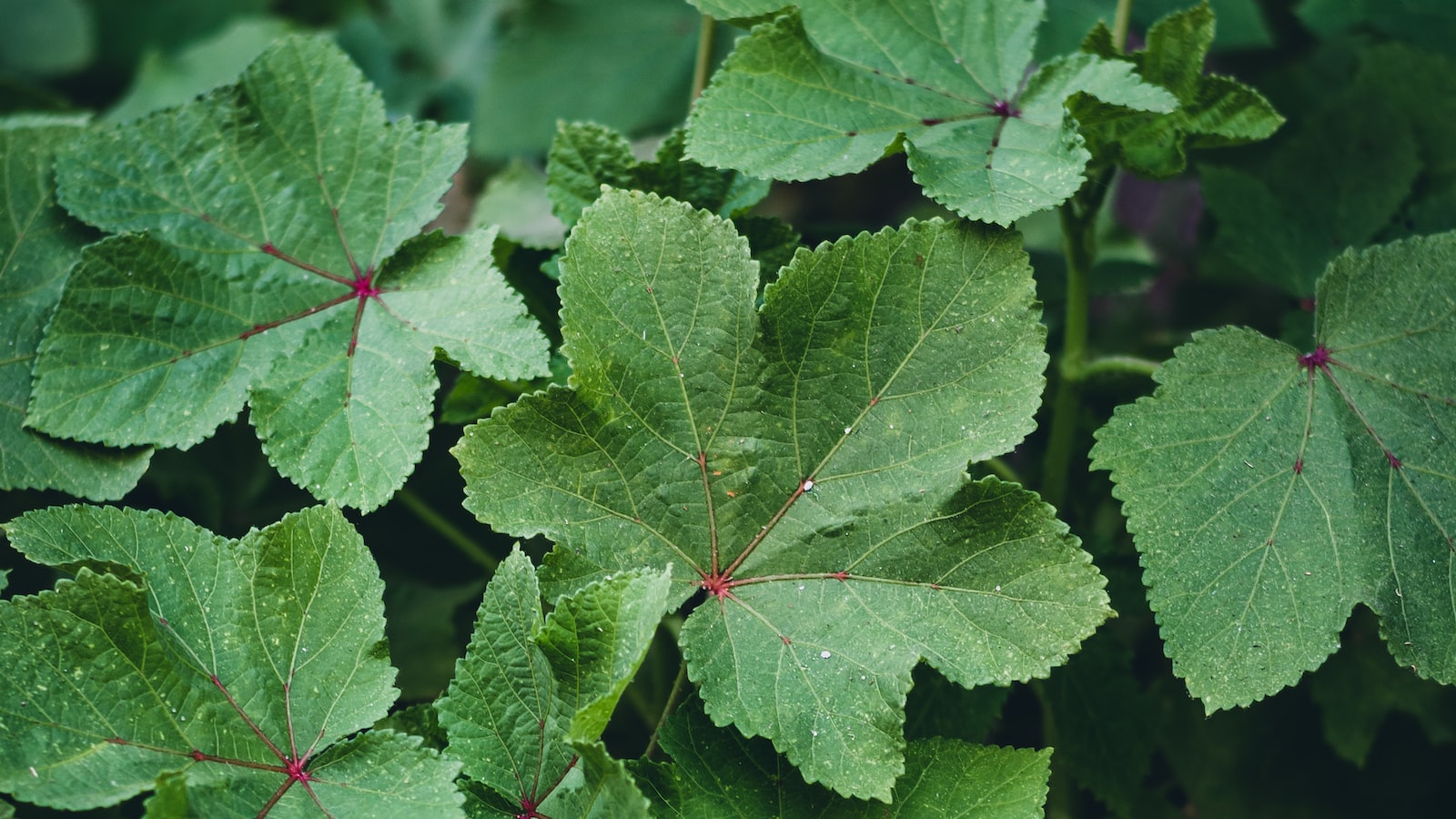 Guidelines for Safely Introducing Cucumber Plants to Goats' Diet