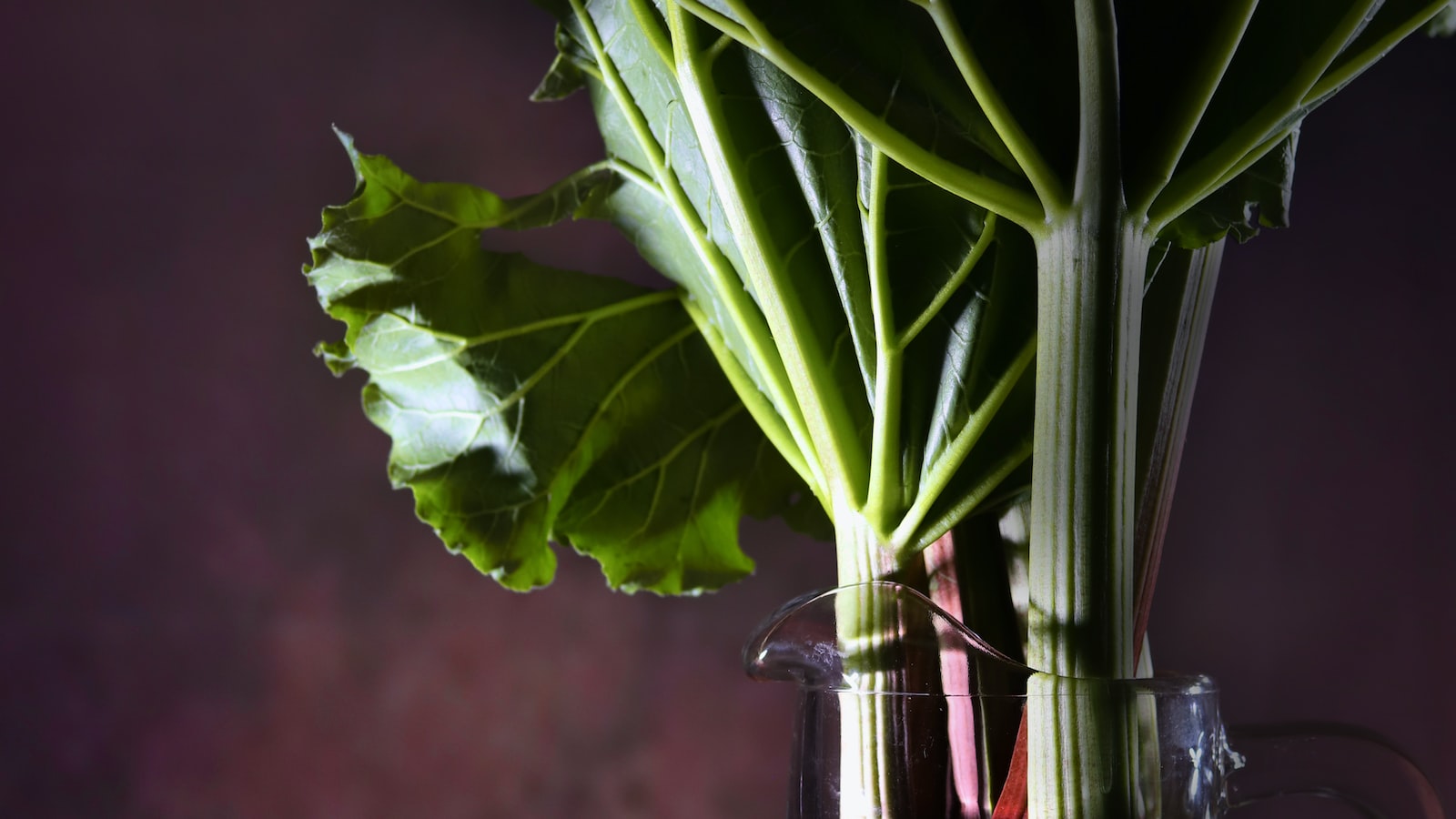 - Distinguishing Between Rhubarb and its Deceptive Cousin: A Closer Examination