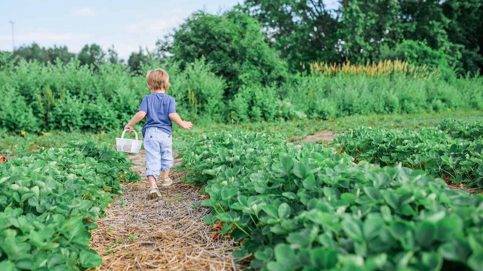 Promoting Sustainable Gardening: Practical Tips for Composting Mango Waste