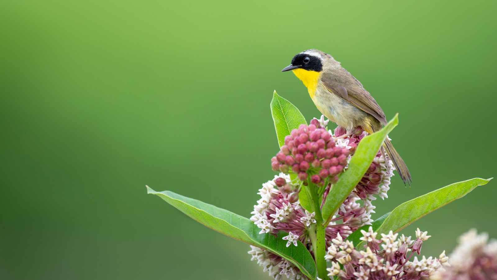 Transplanting Milkweed: The Ideal Time and Techniques