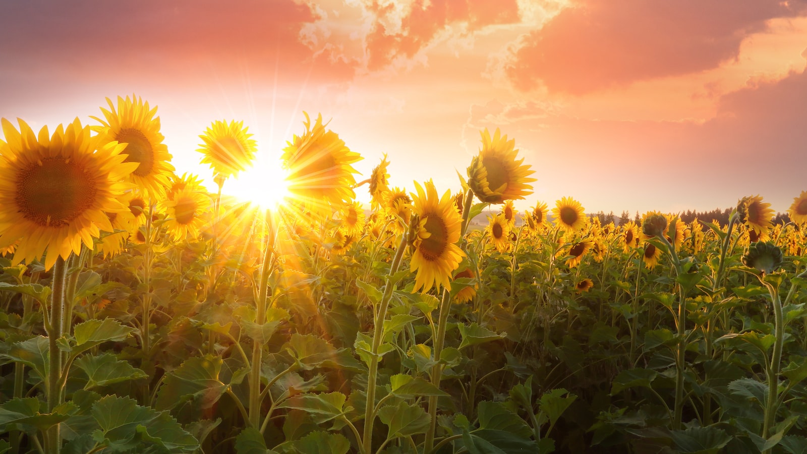 Sowing Calendula Seeds: Steps to Success in Cultivating this Magical Flower