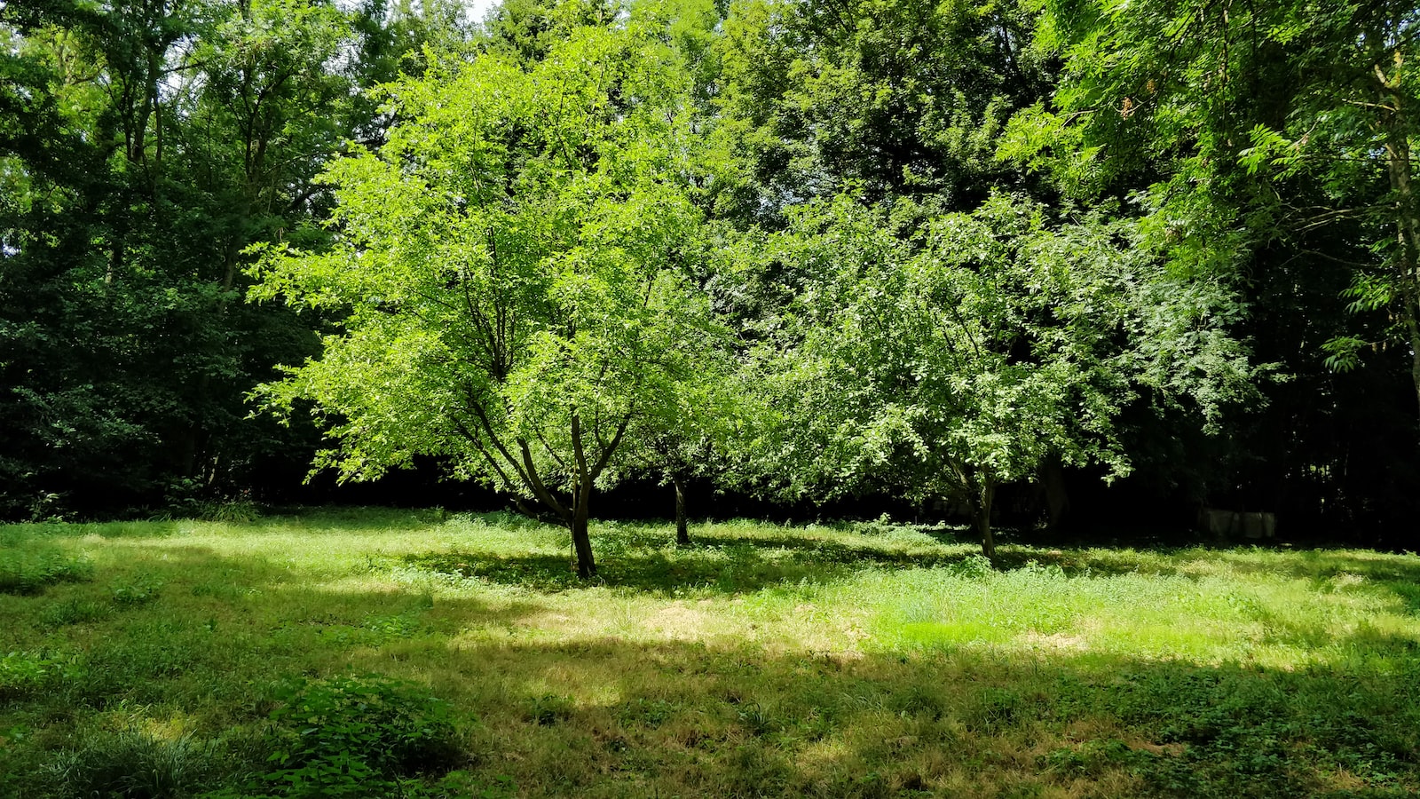 Making Space for Apple Trees: Plants That Compete for Nutrients and Sunlight