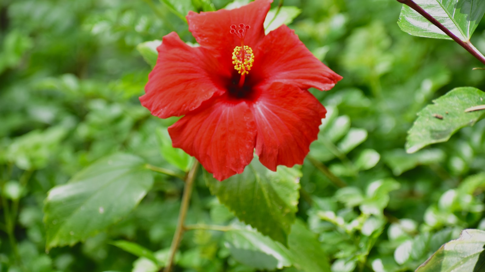 Best ways‍ to⁤ prepare and serve ‌hibiscus flowers to tortoises