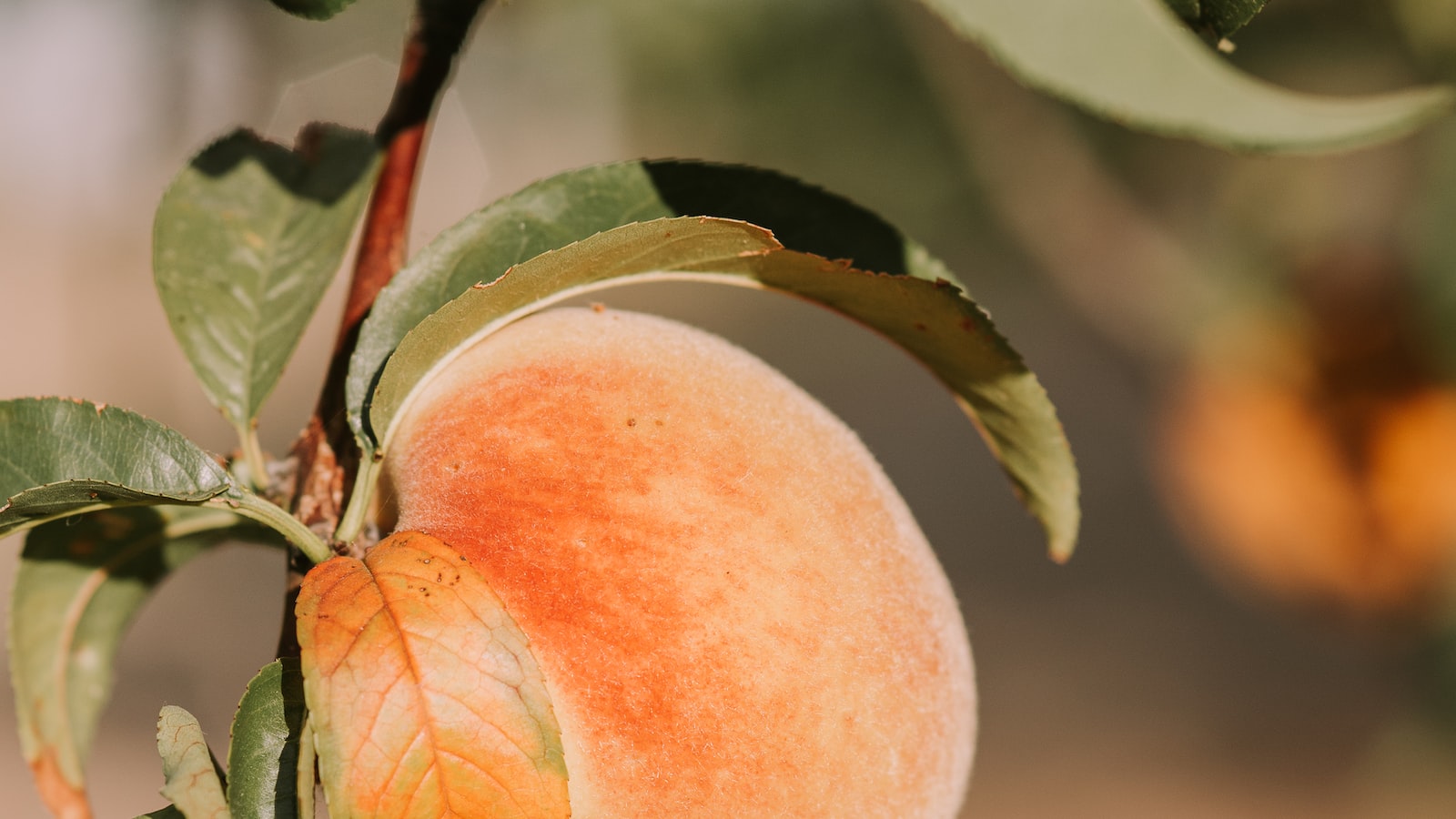 Caring for Rooted Peach Cuttings: Practical Techniques to Foster Growth and Ensure Health