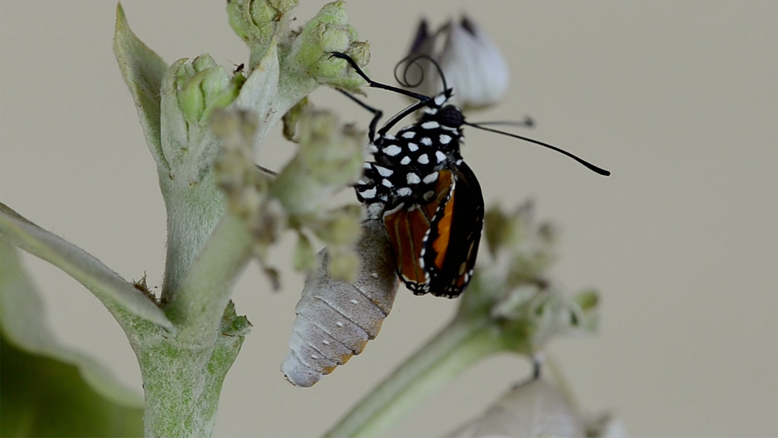 Understanding the Potential ⁤Symptoms and Effects of ⁣Milkweed Ingestion in Horses: A Comprehensive Examination