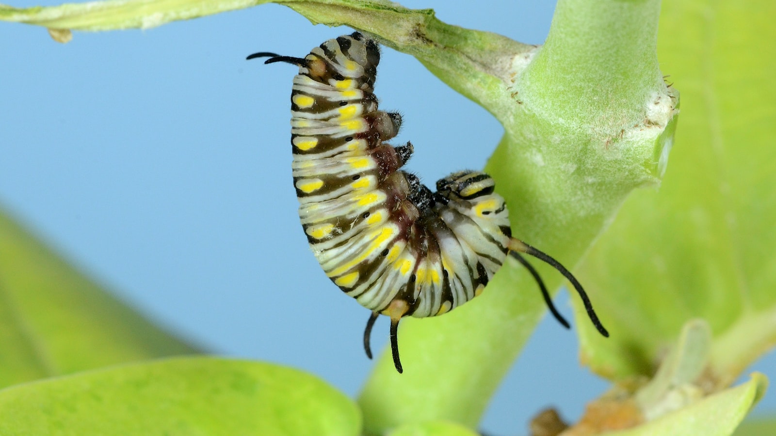 Exploring the Feasibility of Transplanting Milkweed: Factors to Consider