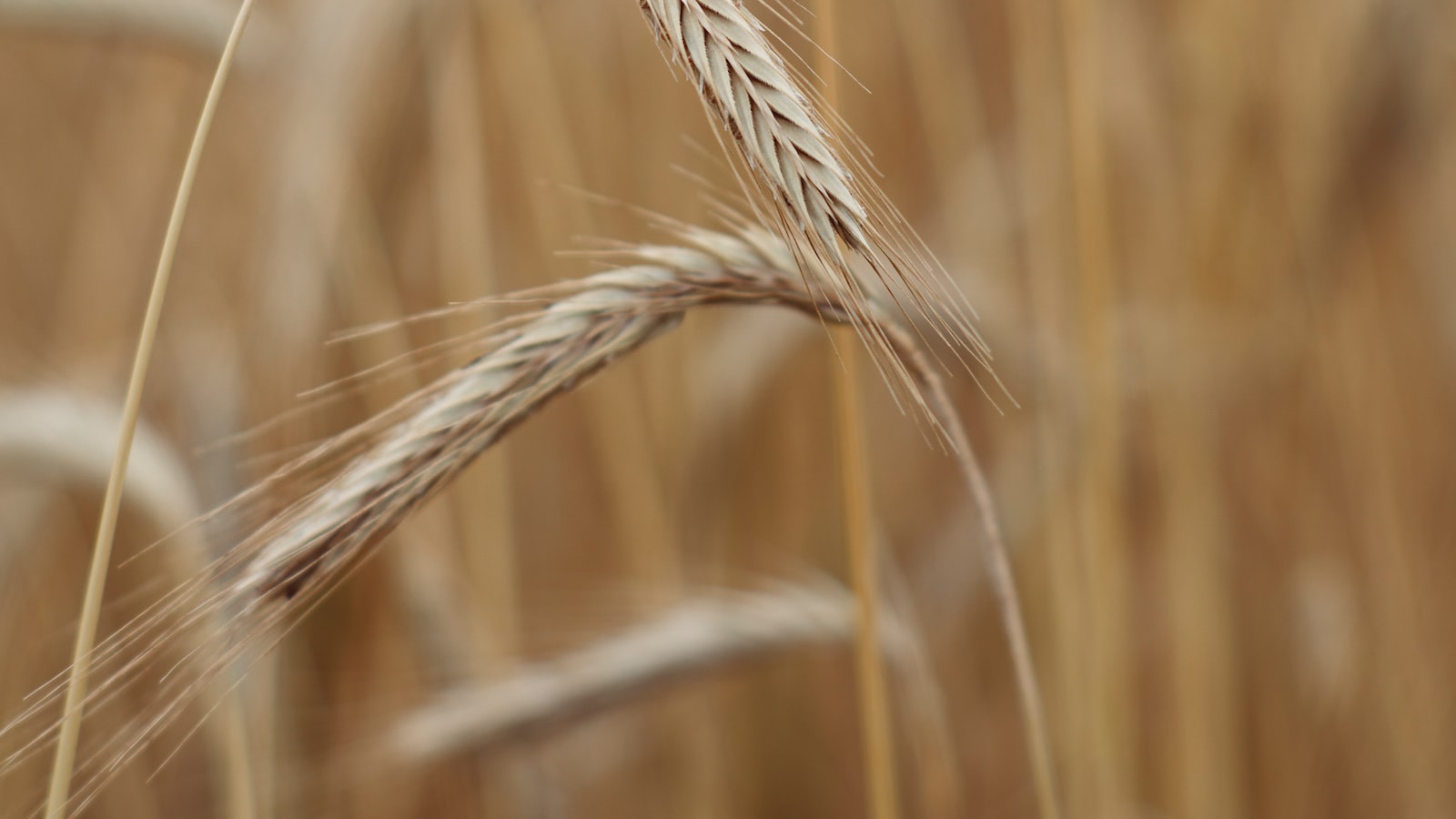 Keeping Your Corn Plant Healthy: Tips​ to Prevent and Treat Brown Tips