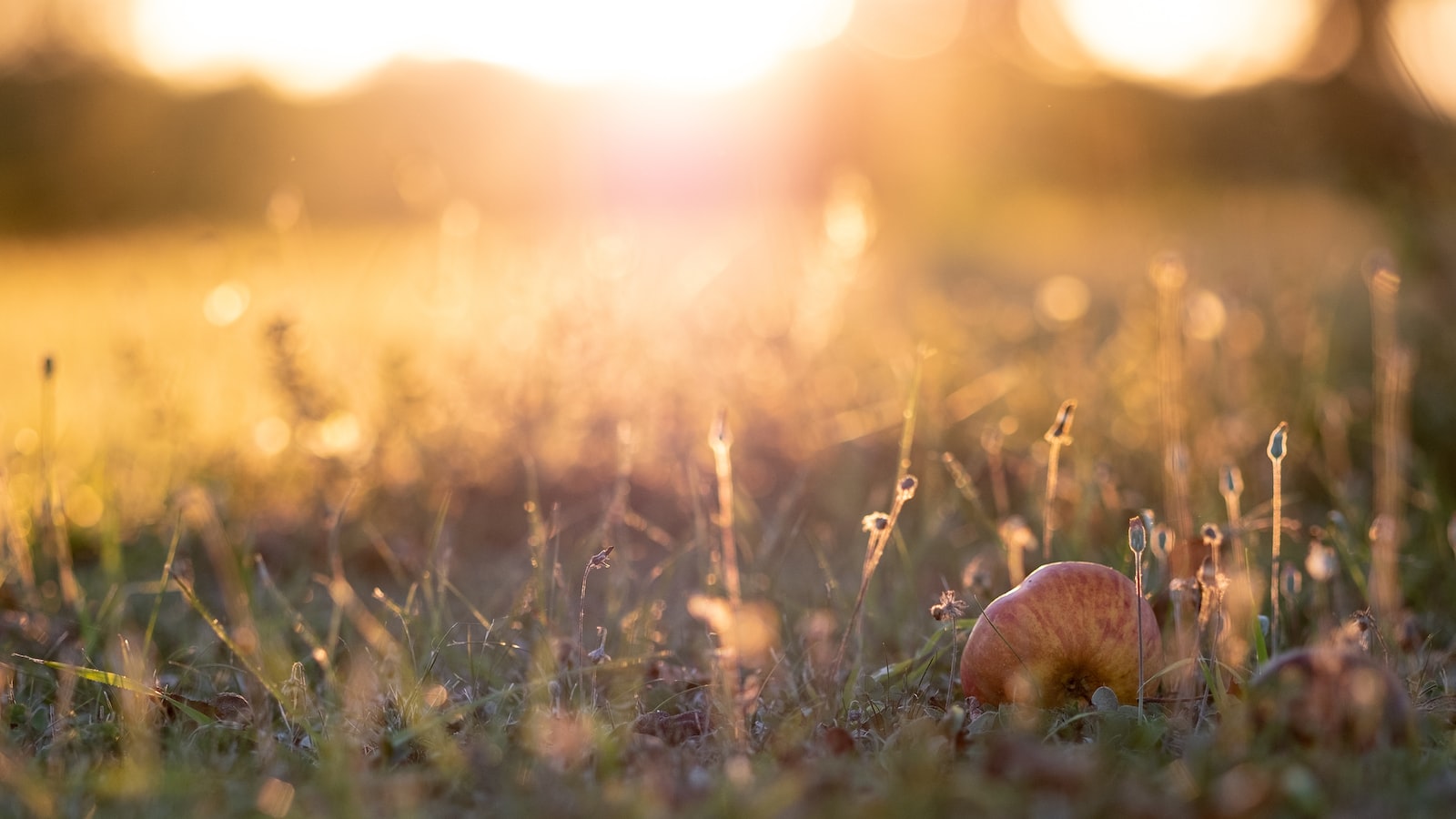 Exploring the Relationship between Apple Trees and Coffee Grounds