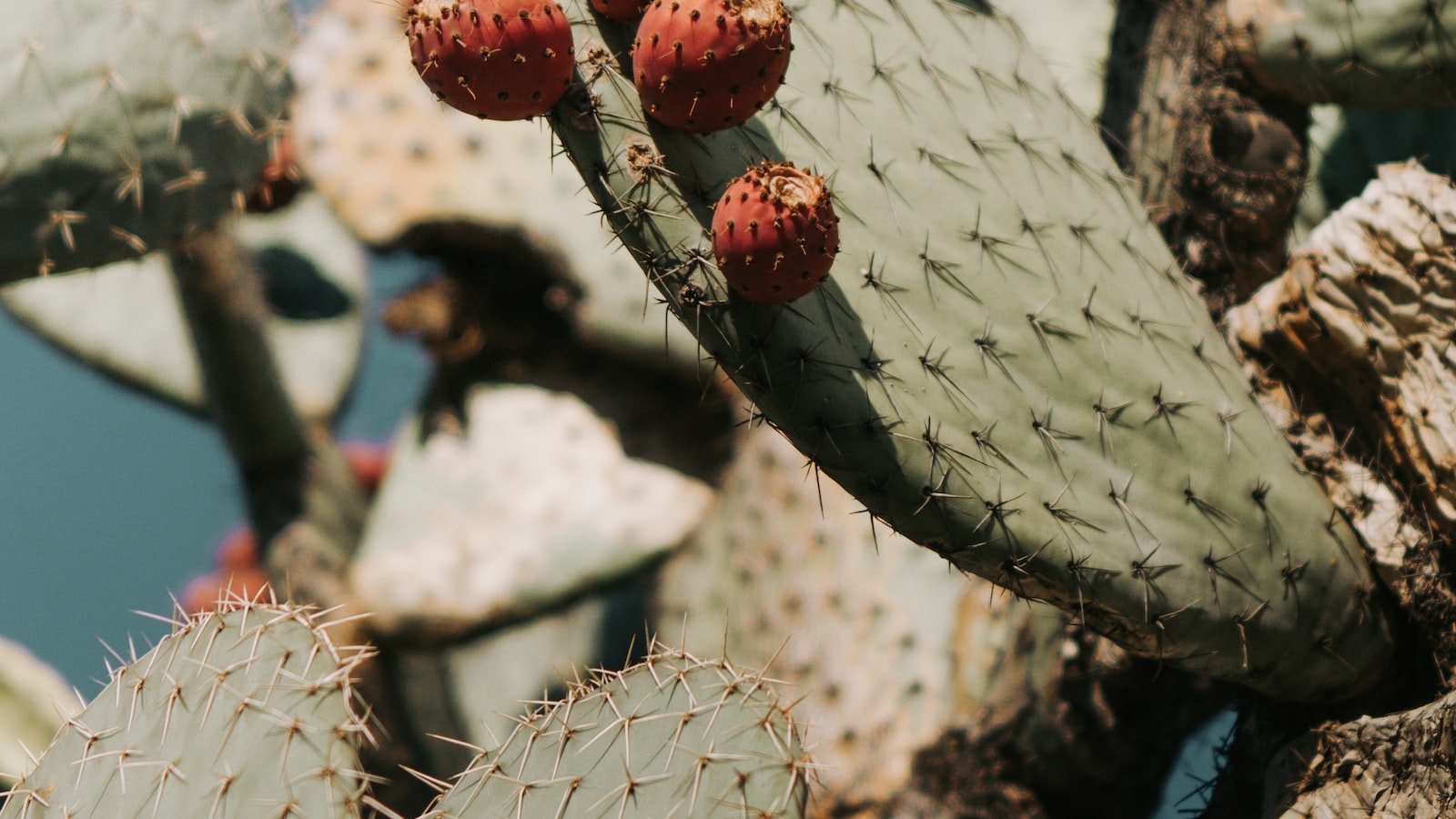 Planting Cactus Seeds: Unlocking the Secrets to Longevity