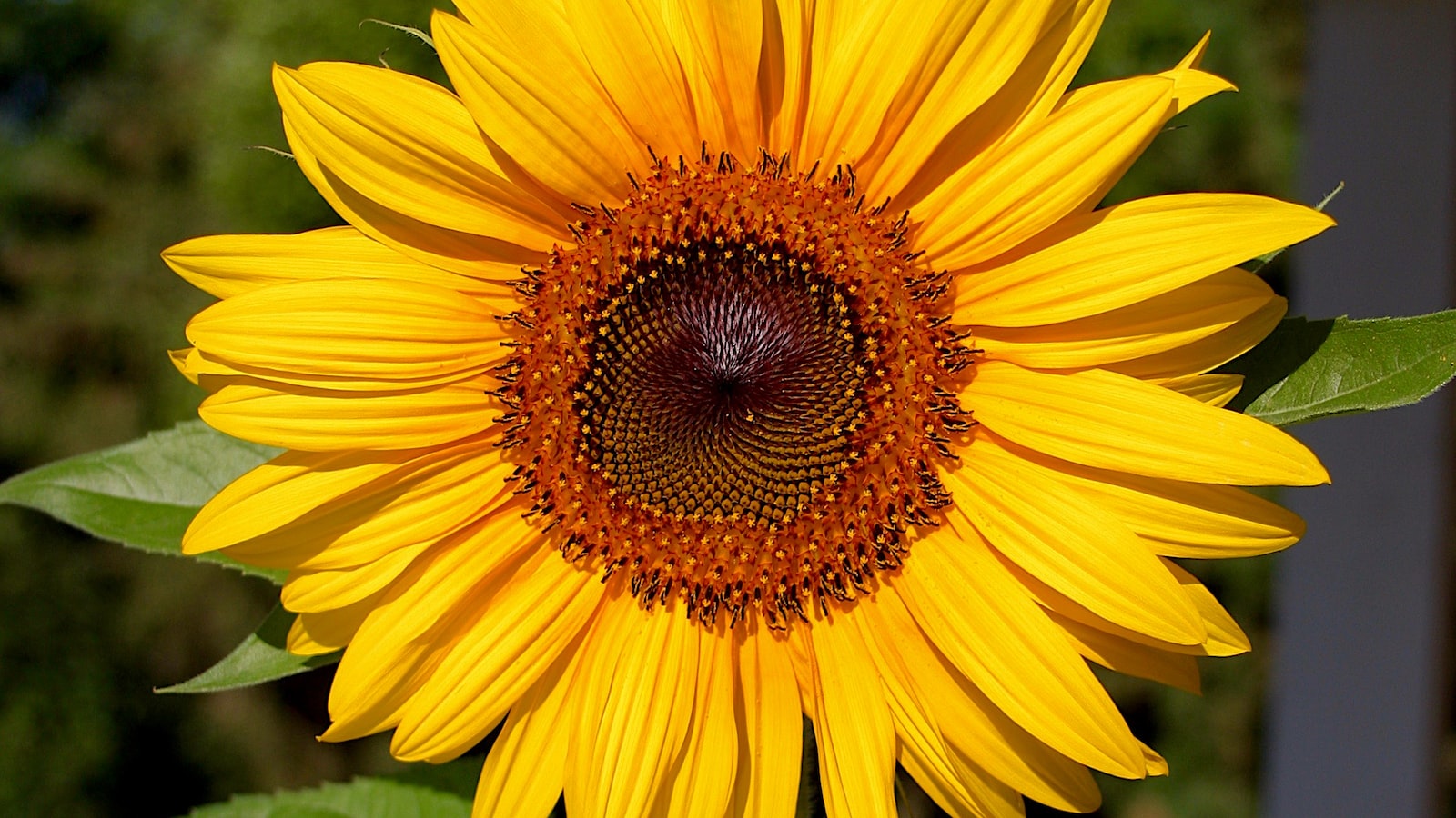 Sunflower Seeds⁢ for⁢ Birds: A Natural‌ Way to‌ Attract Wildlife