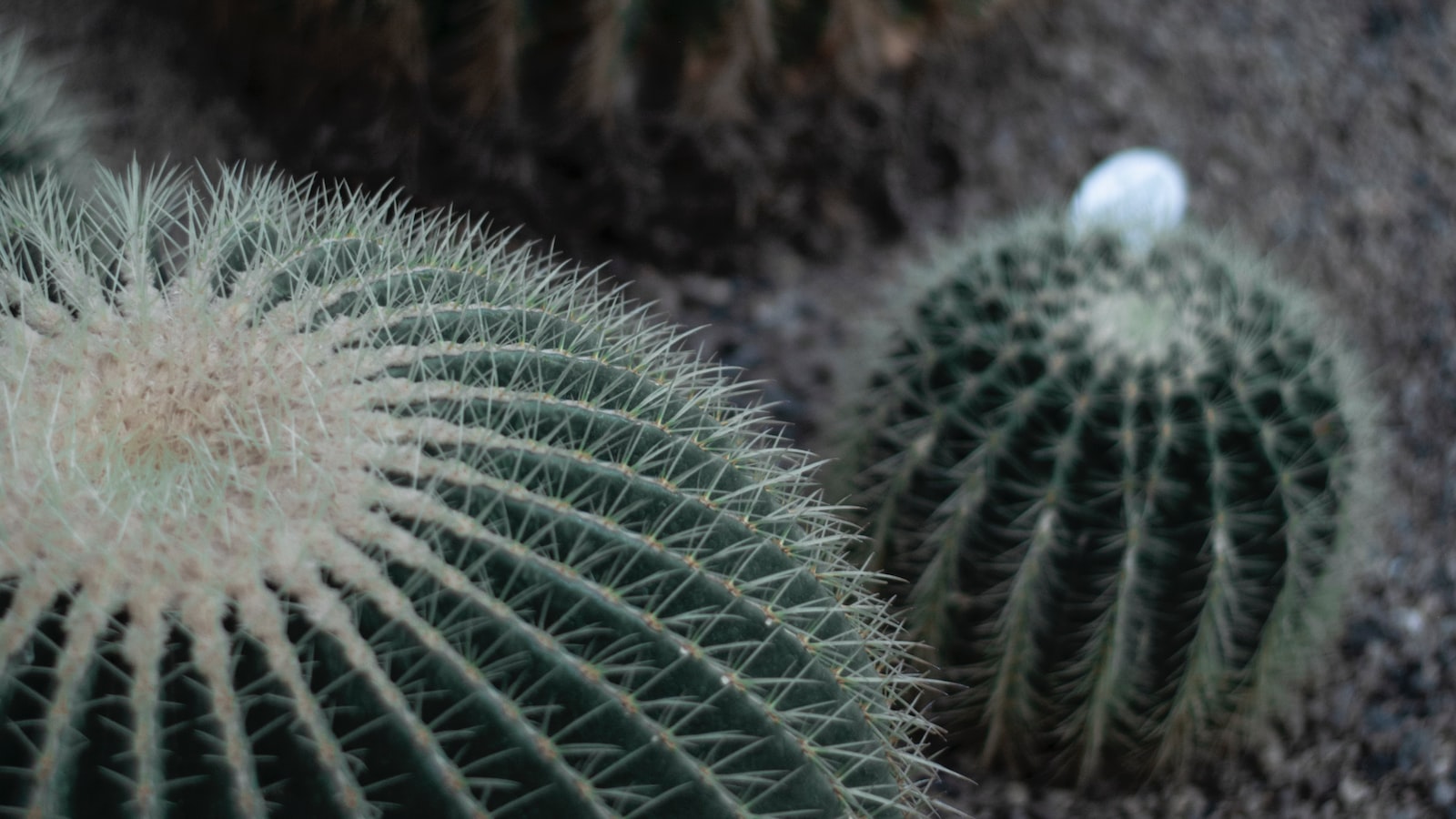 Categorizing Cacti: Exploring the Ambiguity of Botanical Definitions