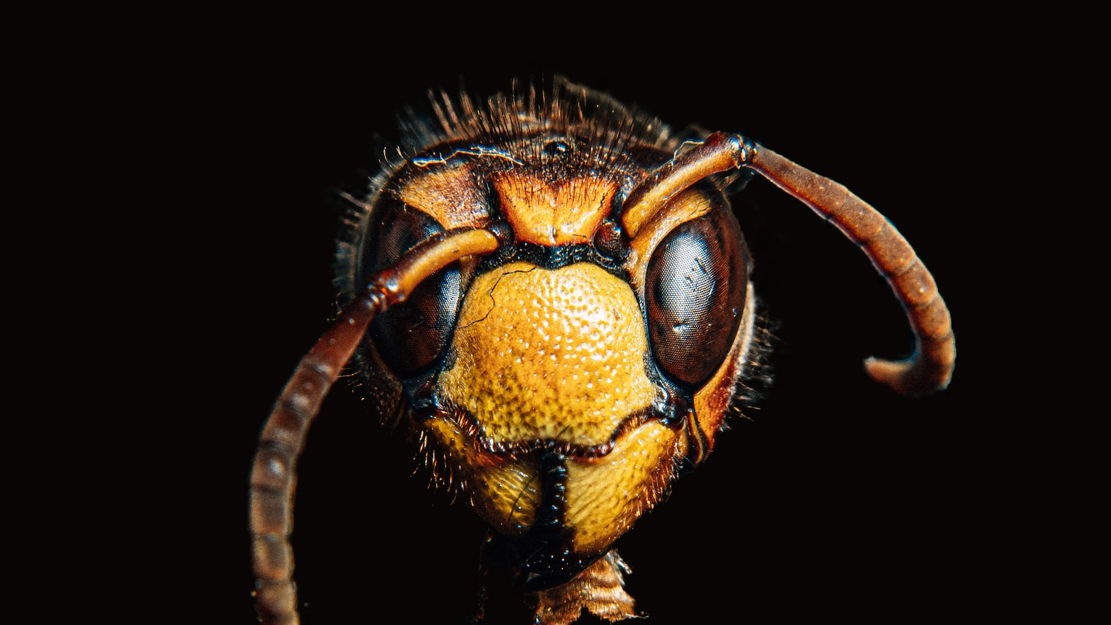 Insect Allies: Nature's Defenders Shielding Peonies from Pest Attack