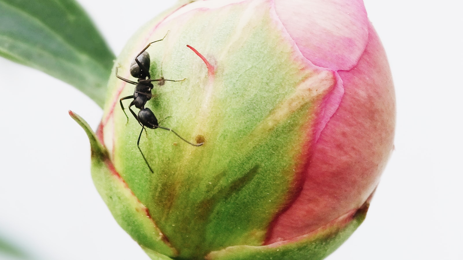 Key Aspects of Ant Infestation on Mint Plants