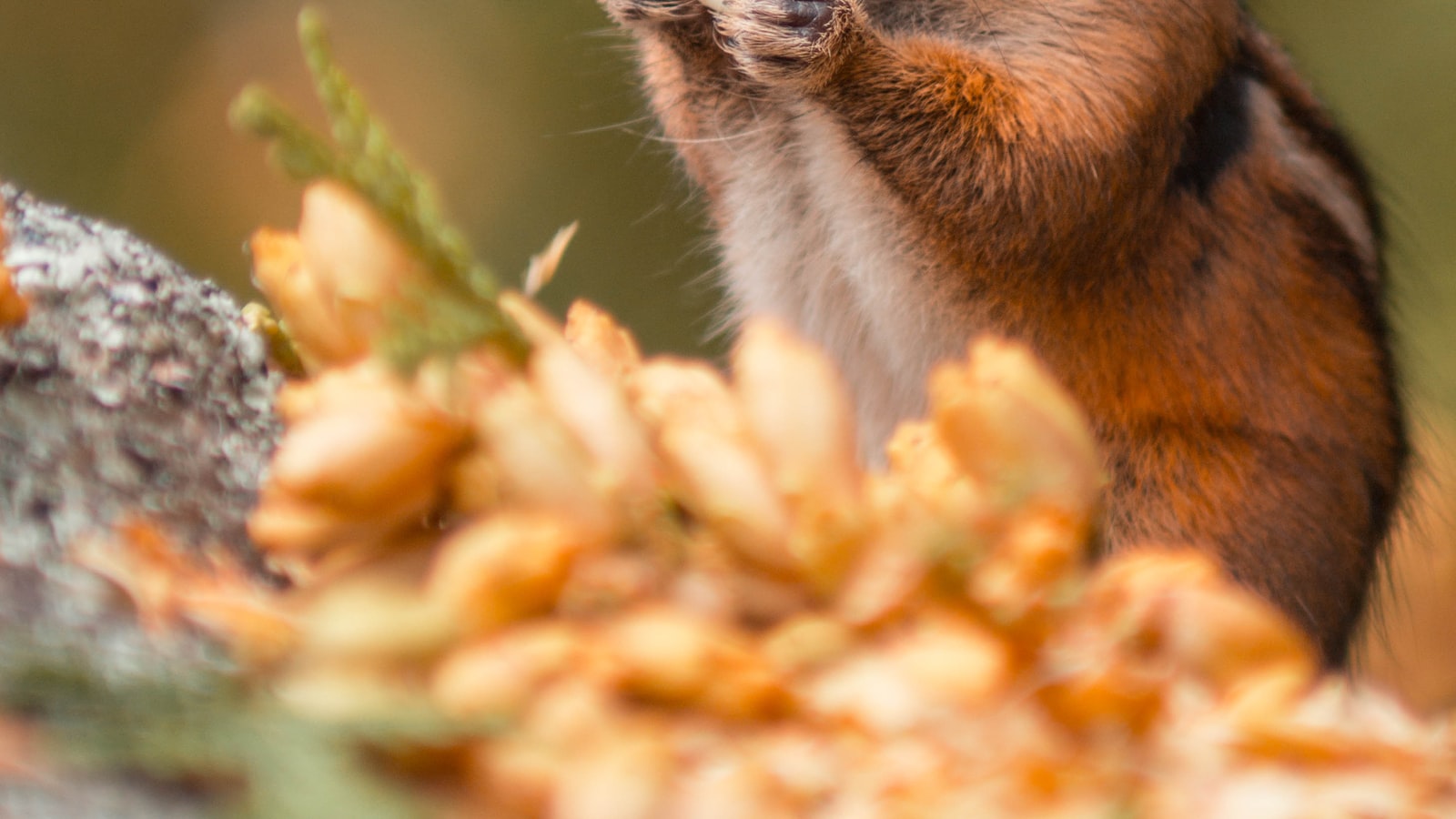 Squirrels' Natural Diet and Behavior