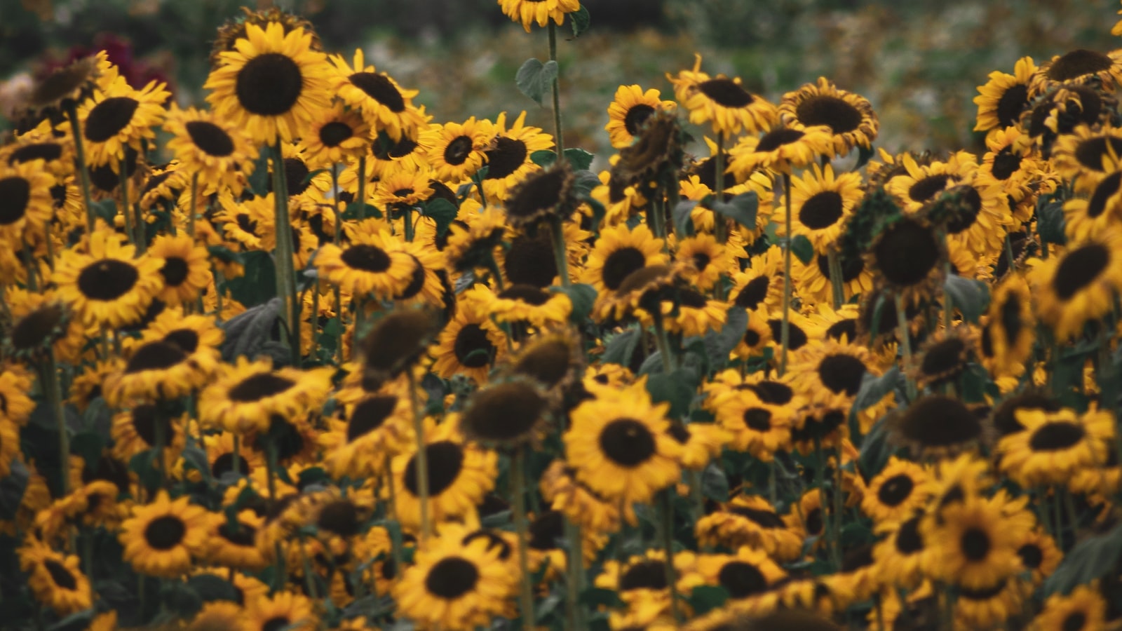 Growing Tall: Strategies to Keep Sunflowers Upright